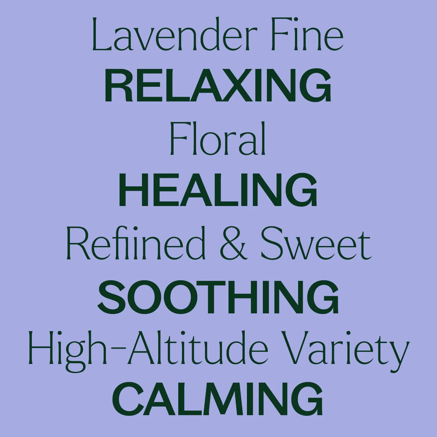 Organic Lavender Fine Essential Oil - Image 8