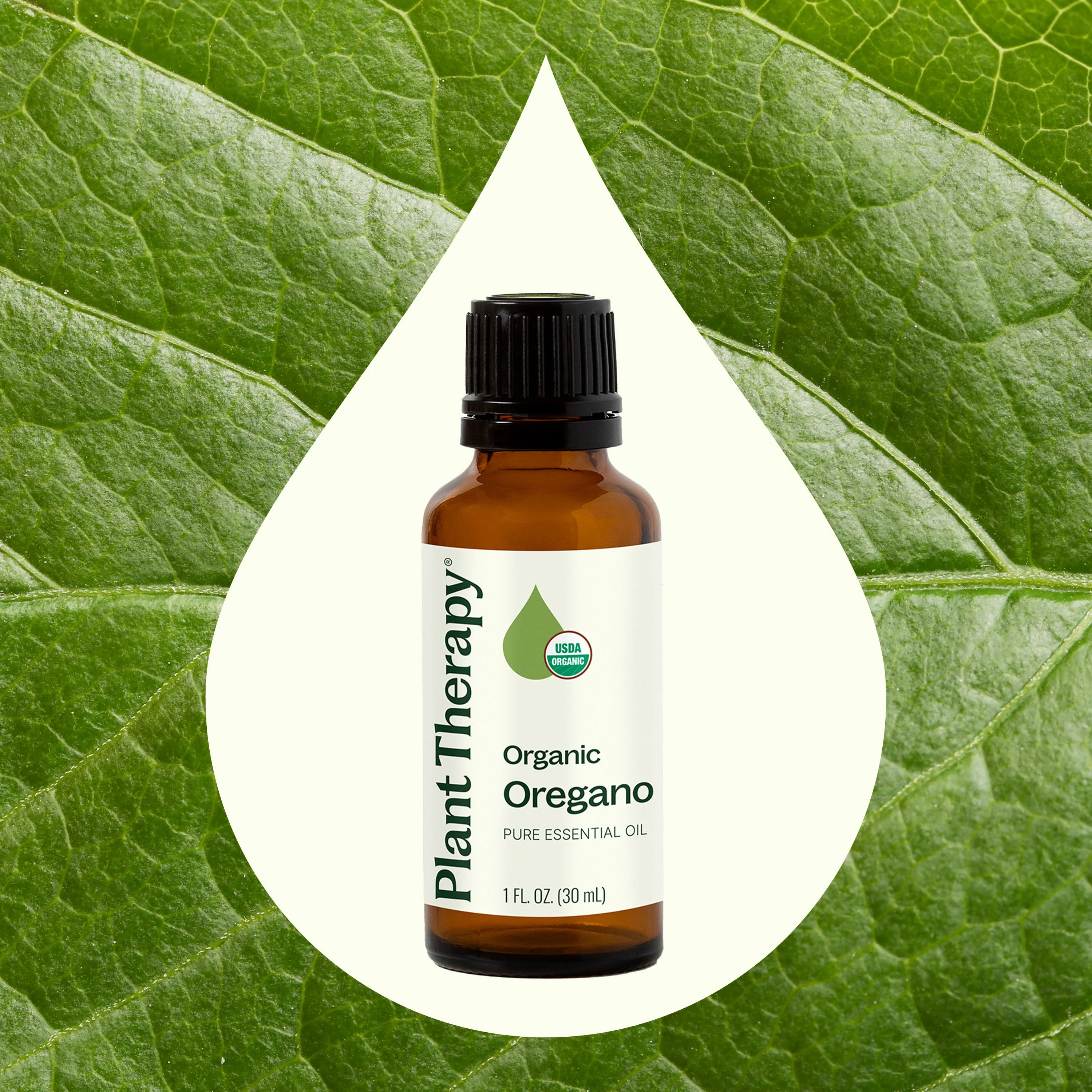 Organic Oregano Essential Oil - Image 9