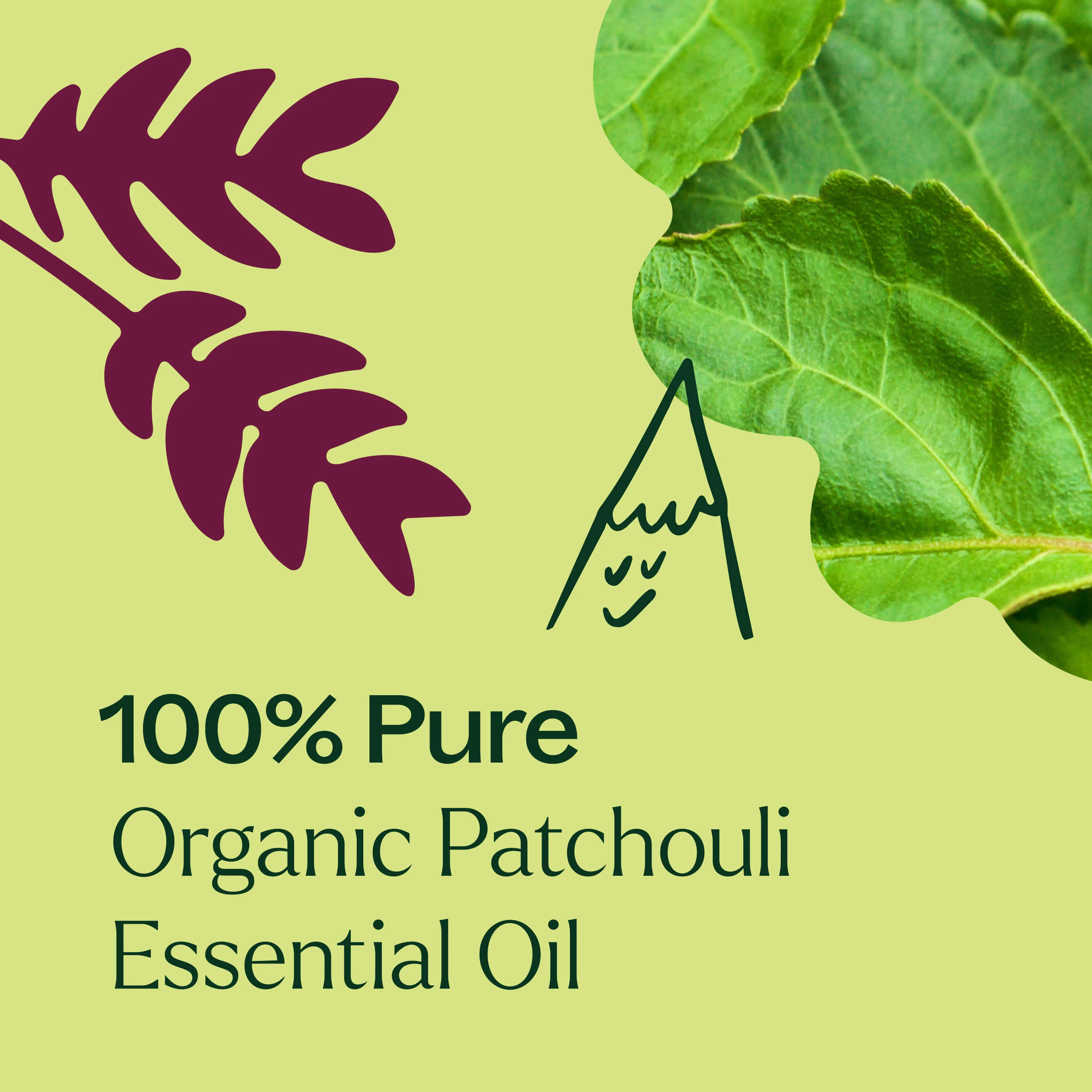 Organic Patchouli Essential Oil - Image 10