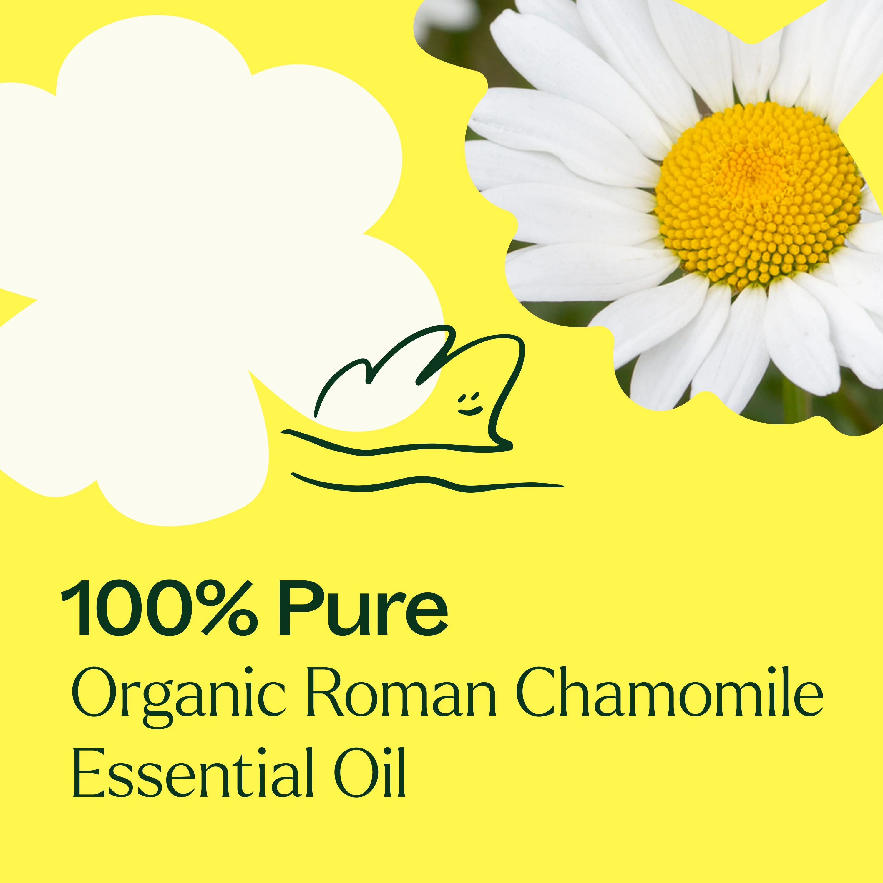 Organic Roman Chamomile Essential Oil - Image 5