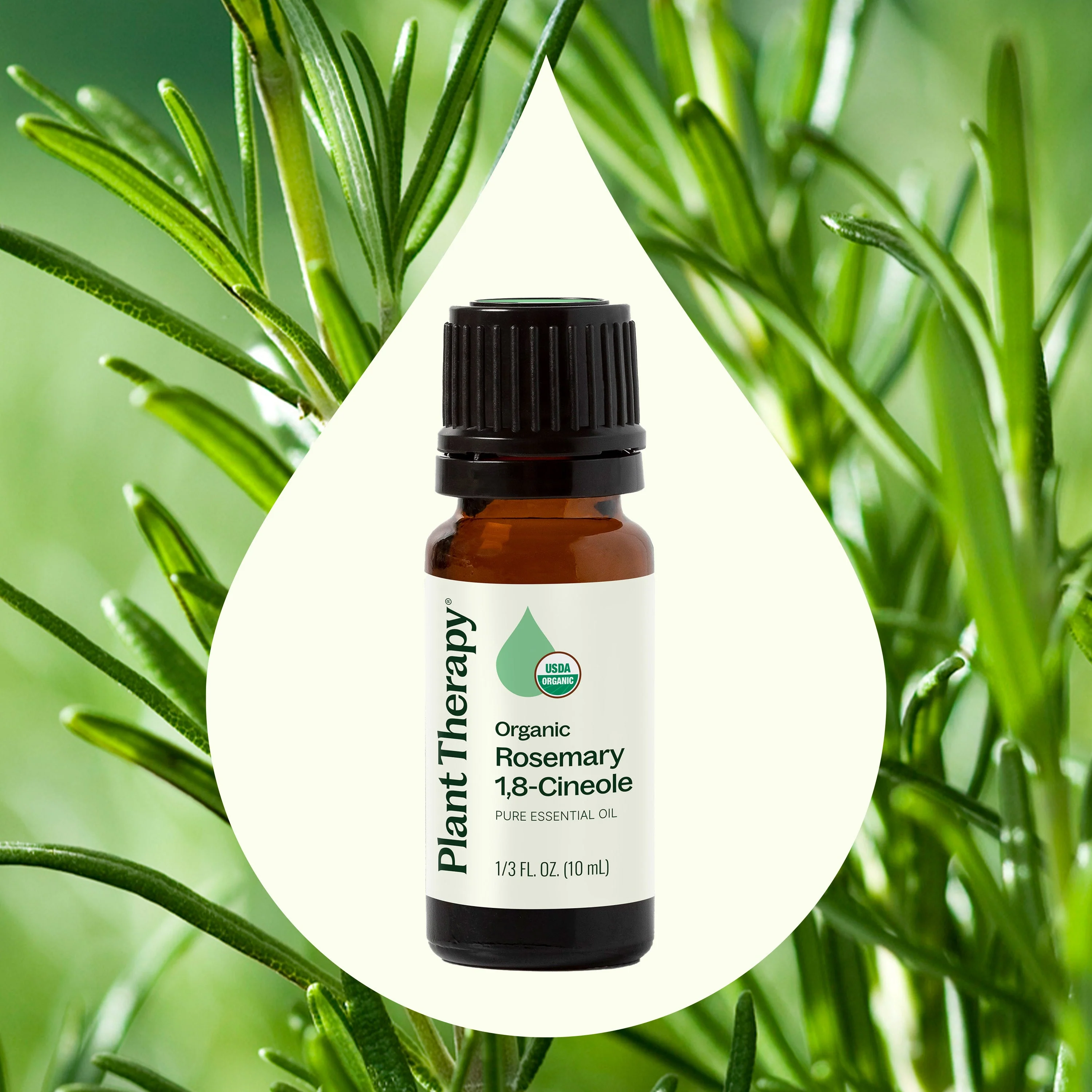 Organic Rosemary 1,8-Cineole Essential Oil - Image 2