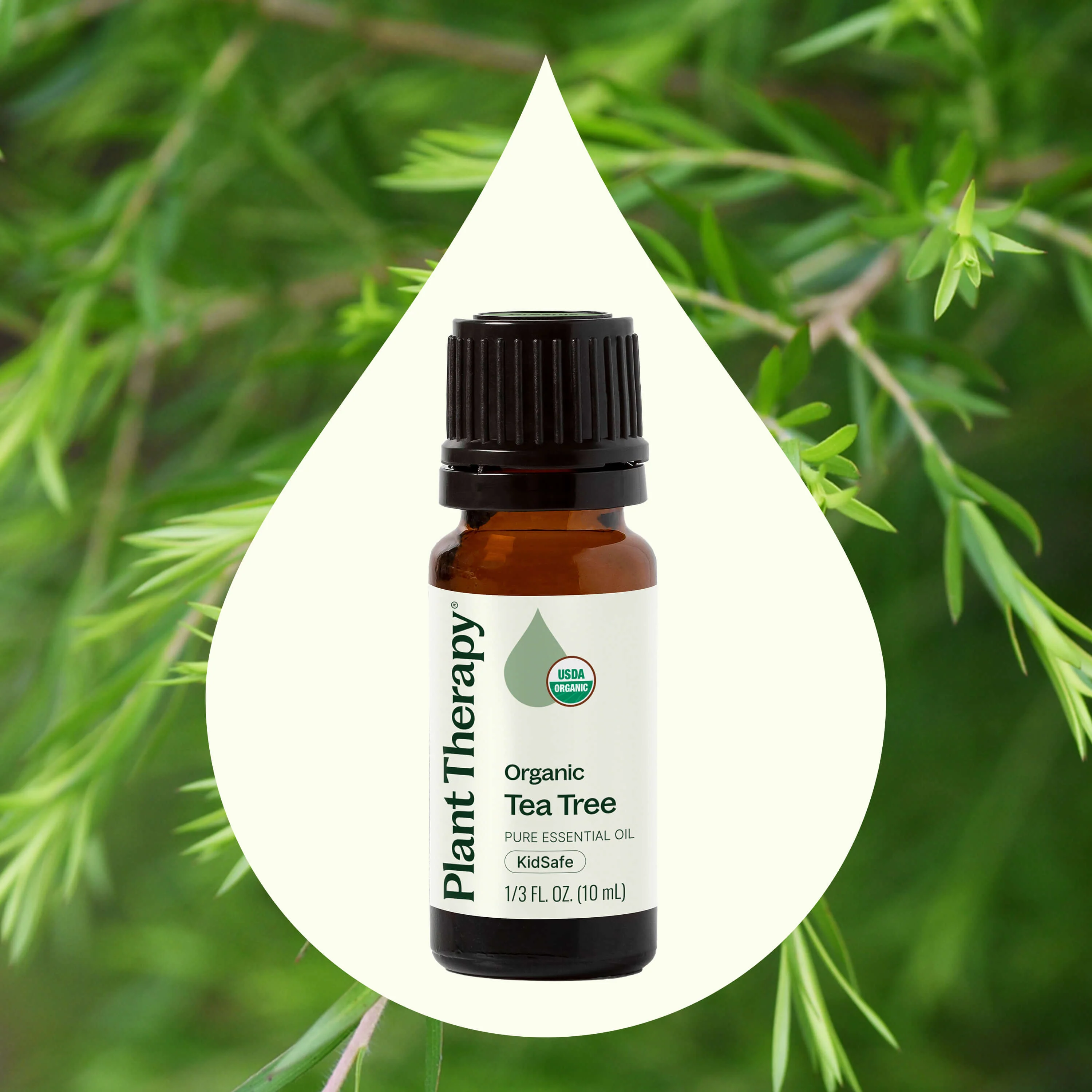 Organic Tea Tree Essential Oil - Image 2