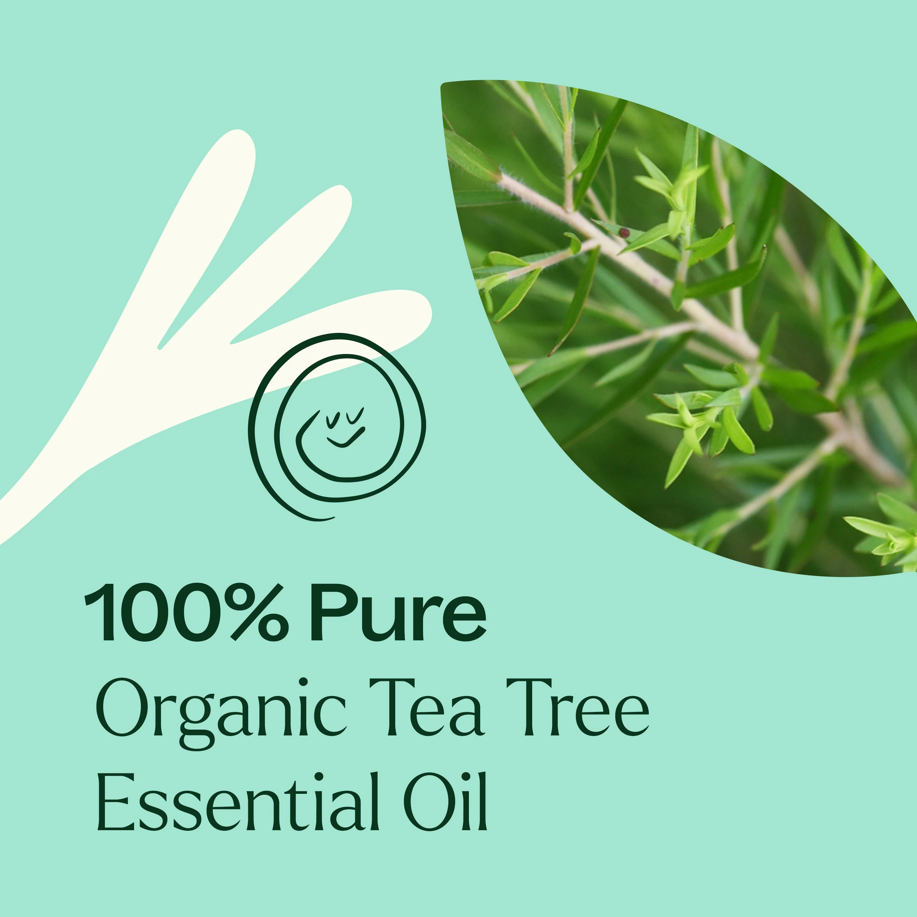 Organic Tea Tree Essential Oil - Image 4