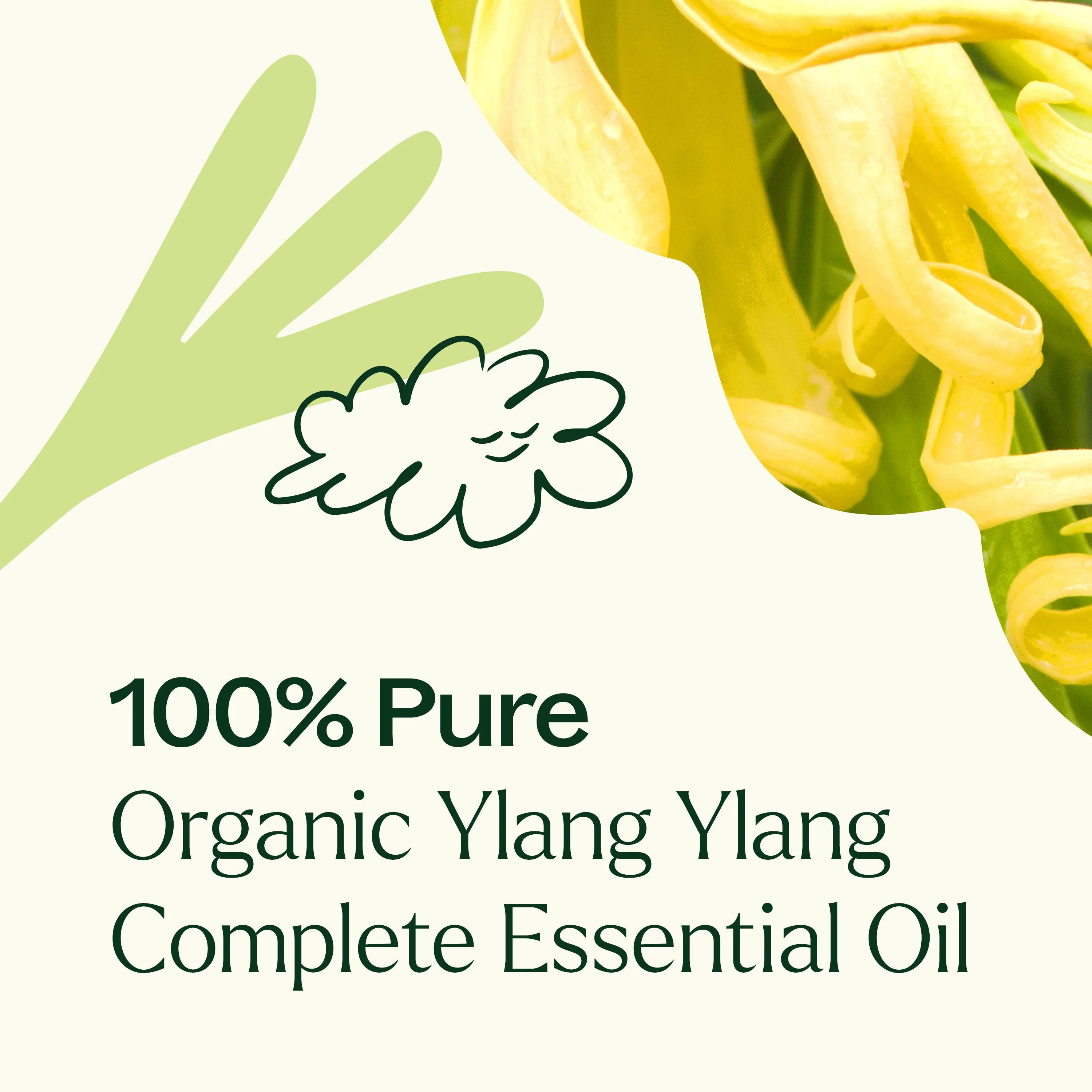 Organic Ylang Ylang Complete Essential Oil - Image 3