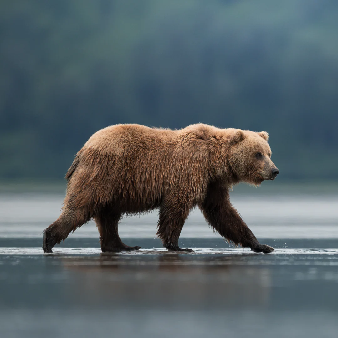 Out To Sea Bear Hat - Image 2