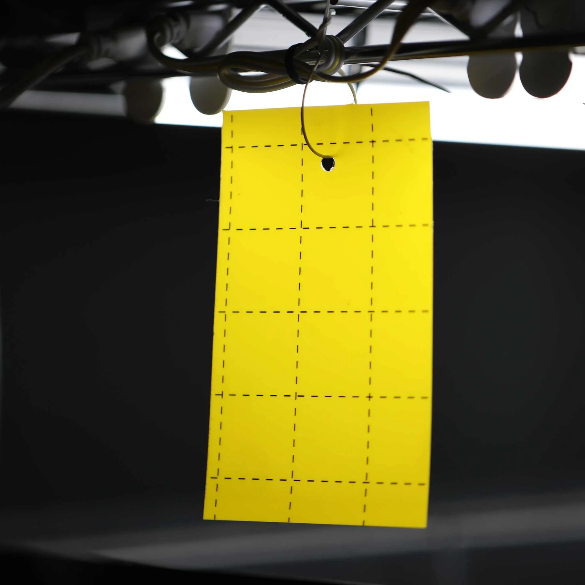 Pest Control Sticky Trap Cards - Image 6