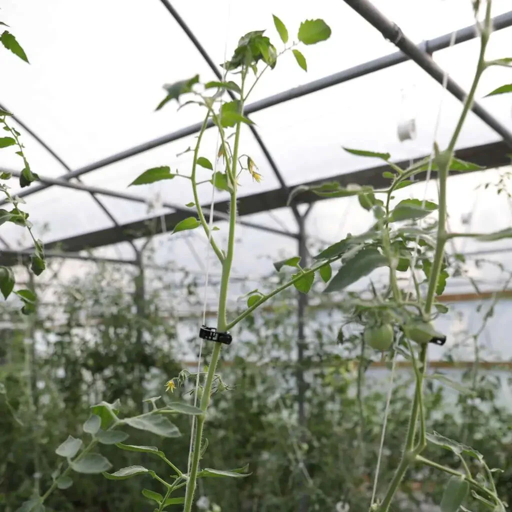 Plant Support Vine Clips - Image 4