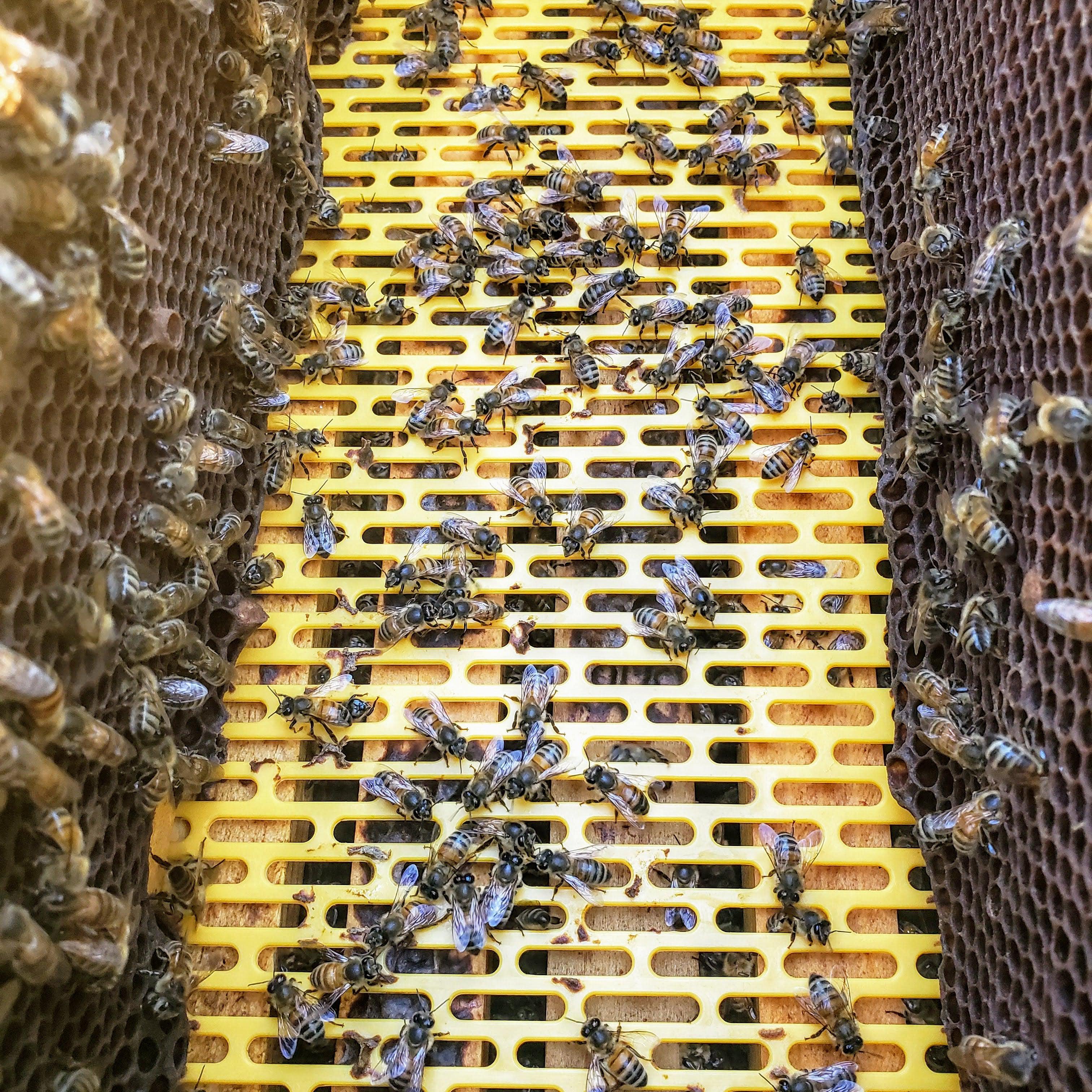 Plastic Queen Excluder - Image 5