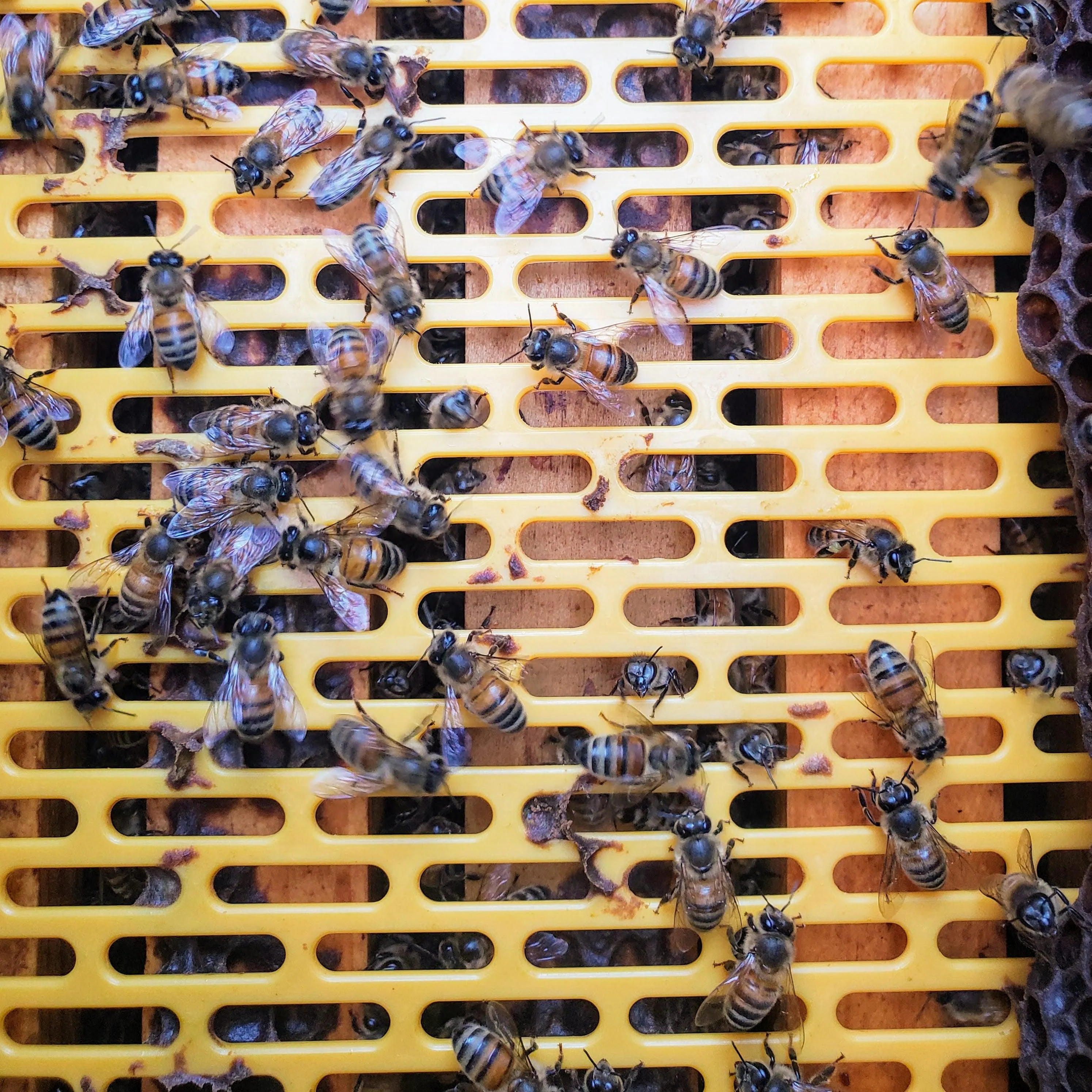 Plastic Queen Excluder - Image 7