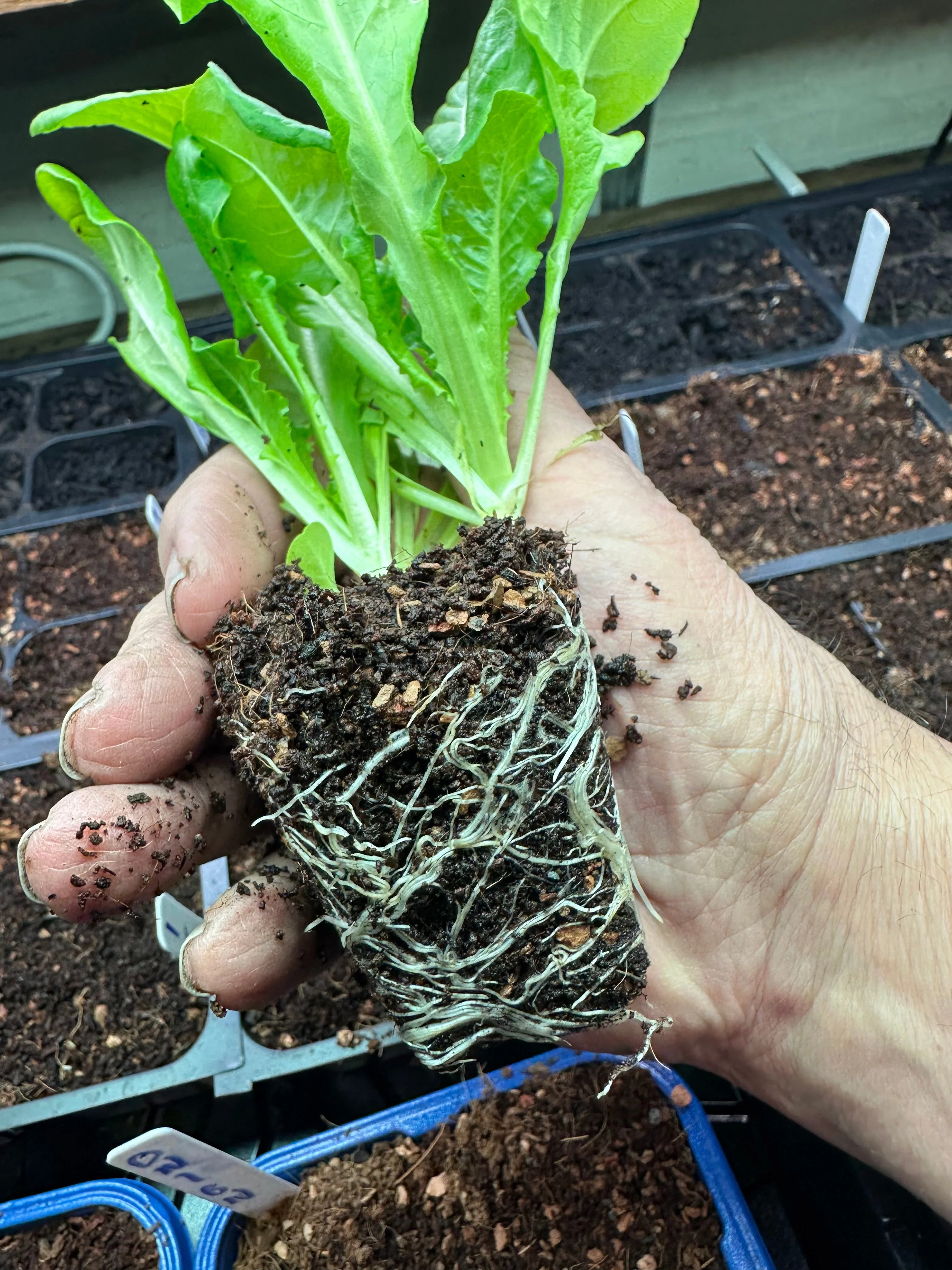 [Pre-Release Exclusive] Seedling and Propagation Mix - Image 5