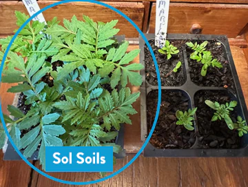 [Pre-Release Exclusive] Seedling and Propagation Mix - Image 6