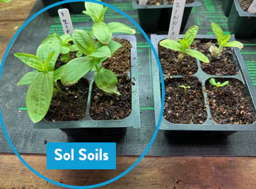 [Pre-Release Exclusive] Seedling and Propagation Mix - Image 9