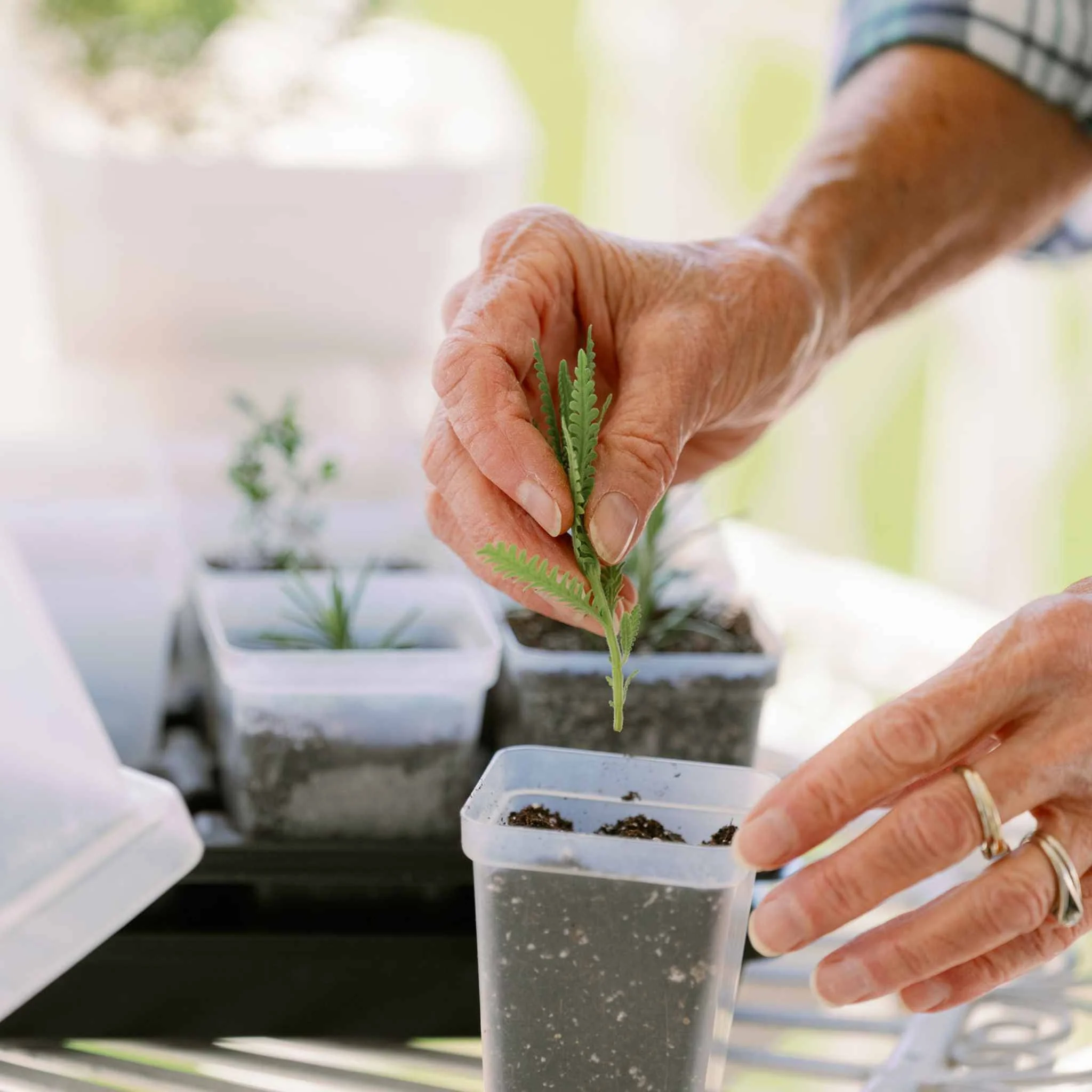 Propagation Kit | For Cuttings, Seedlings and More - Image 2