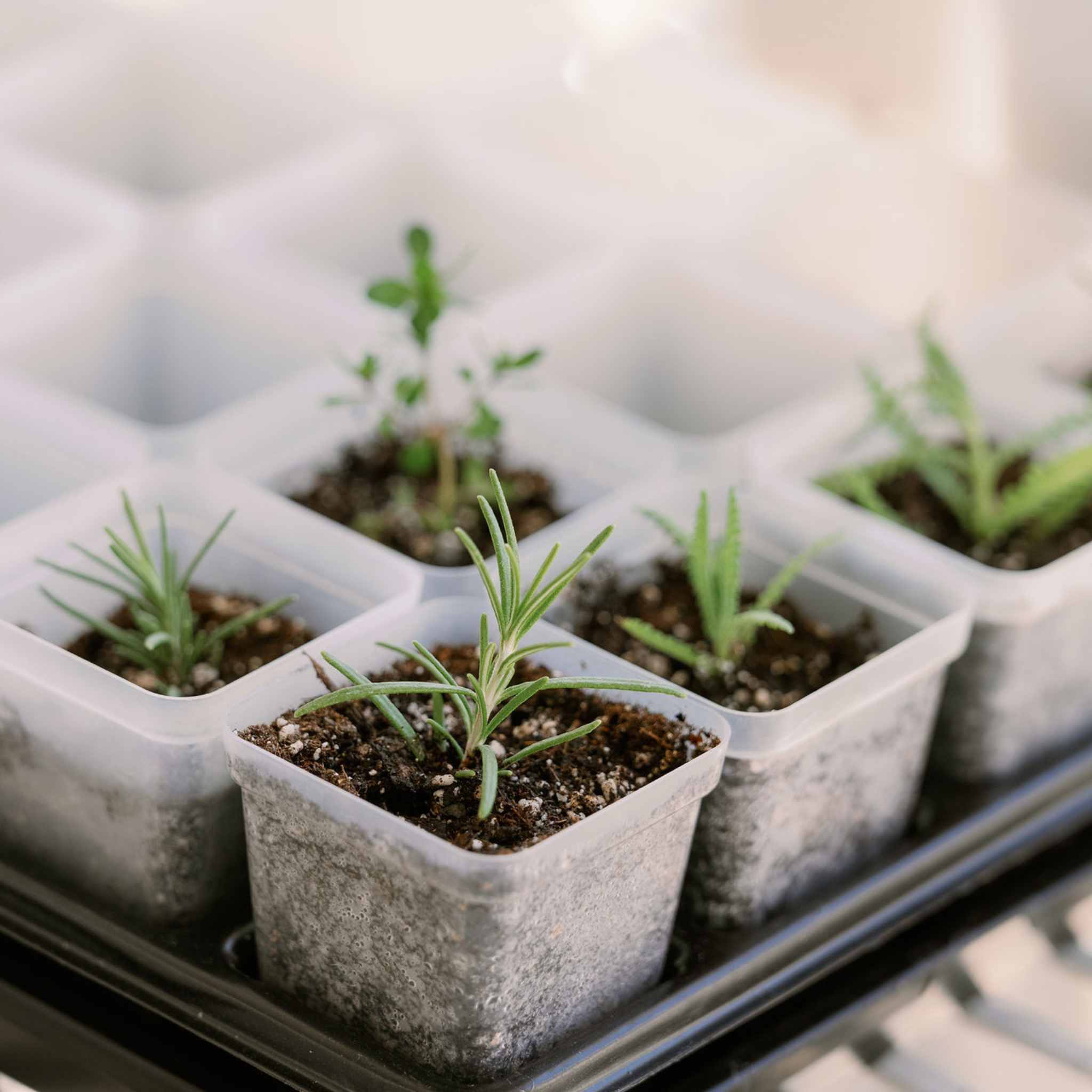 Propagation Kit | For Cuttings, Seedlings and More - Image 4