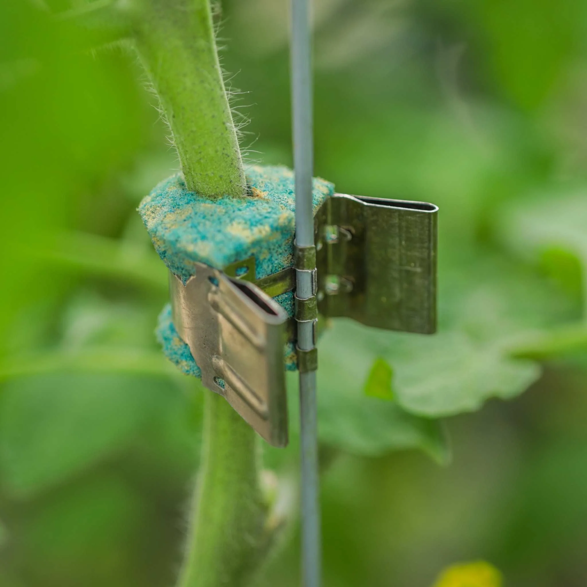 Qlipr Trellising System - Image 3