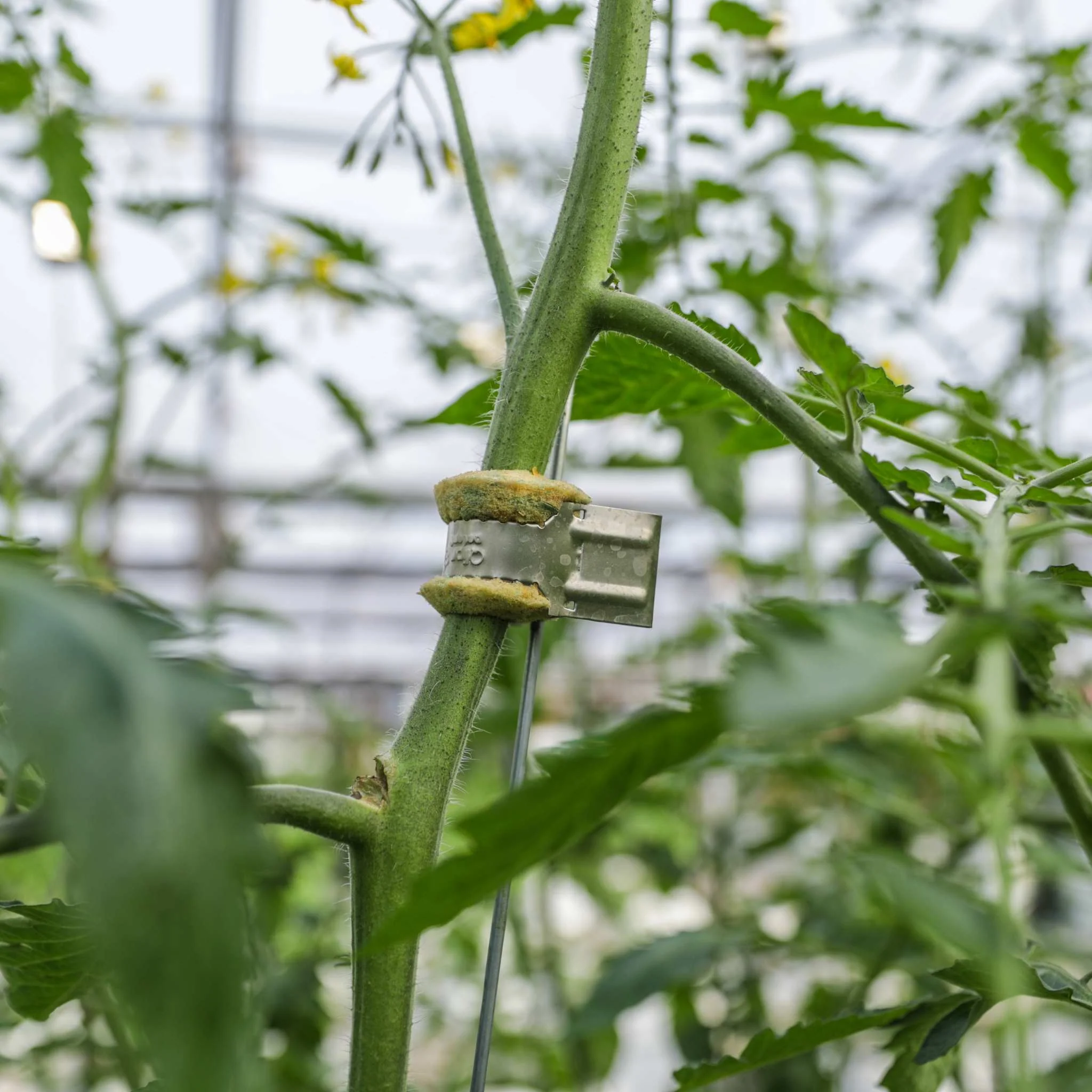 Qlipr Trellising System - Image 5