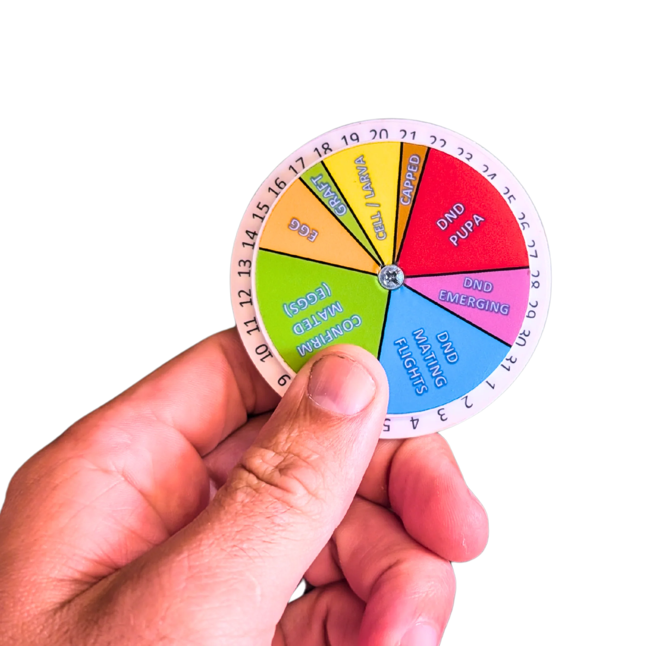 Queen Right Dial - Mating Indicator - Image 2