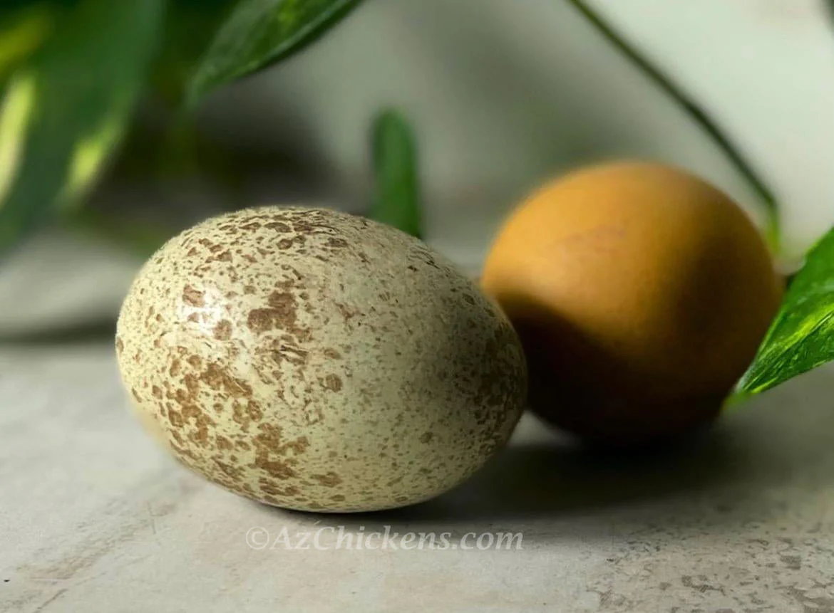 Rainbow Egg Assortment – Buy 10 + 5 Bonus Free (15 All-Female, Shipping Included) - Image 10