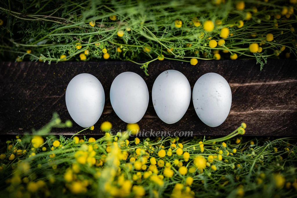 Rainbow Egg Assortment – Buy 10 + 5 Bonus Free (15 All-Female, Shipping Included) - Image 11
