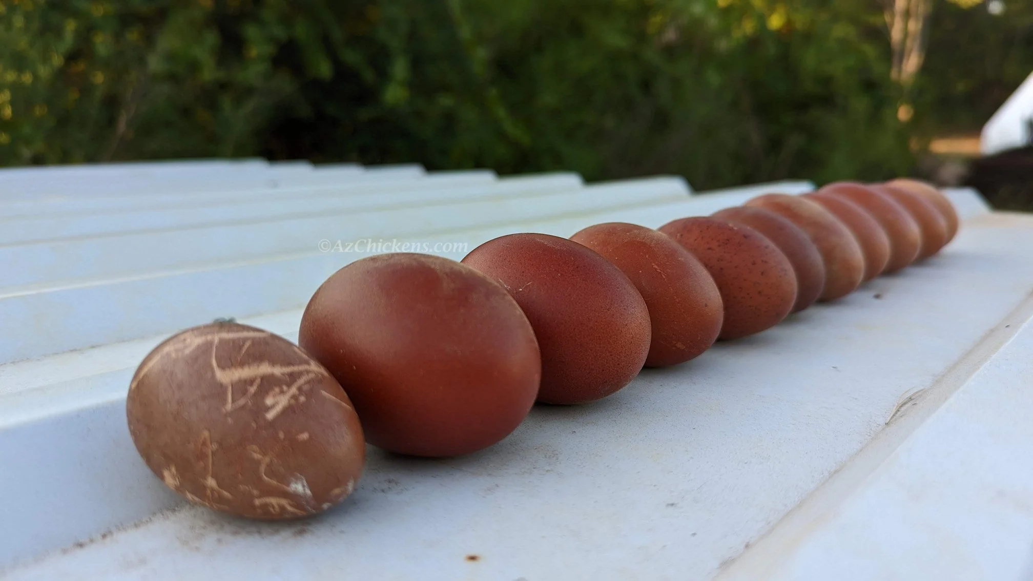 Rainbow Egg Assortment – Buy 10 + 5 Bonus Free (15 All-Female, Shipping Included) - Image 12
