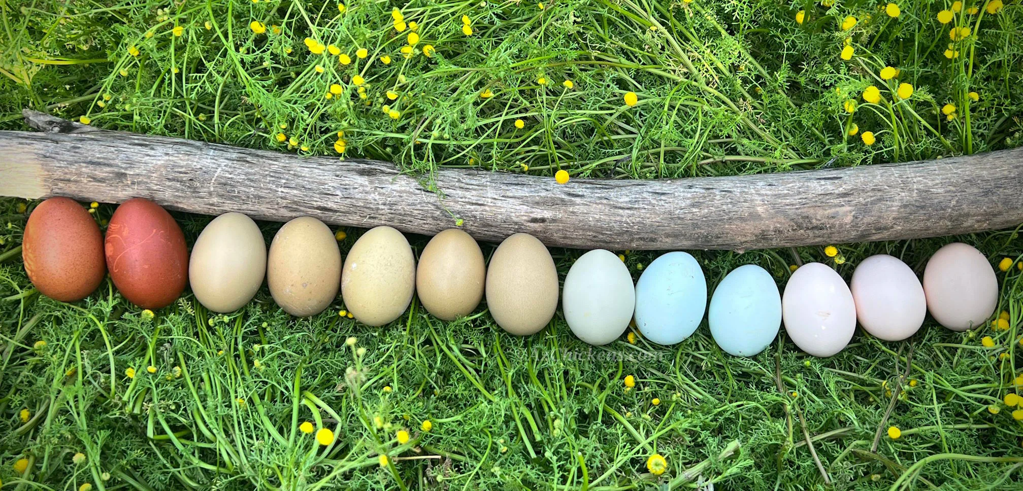Rainbow Egg Assortment – Buy 10 + 5 Bonus Free (15 All-Female, Shipping Included) - Image 4