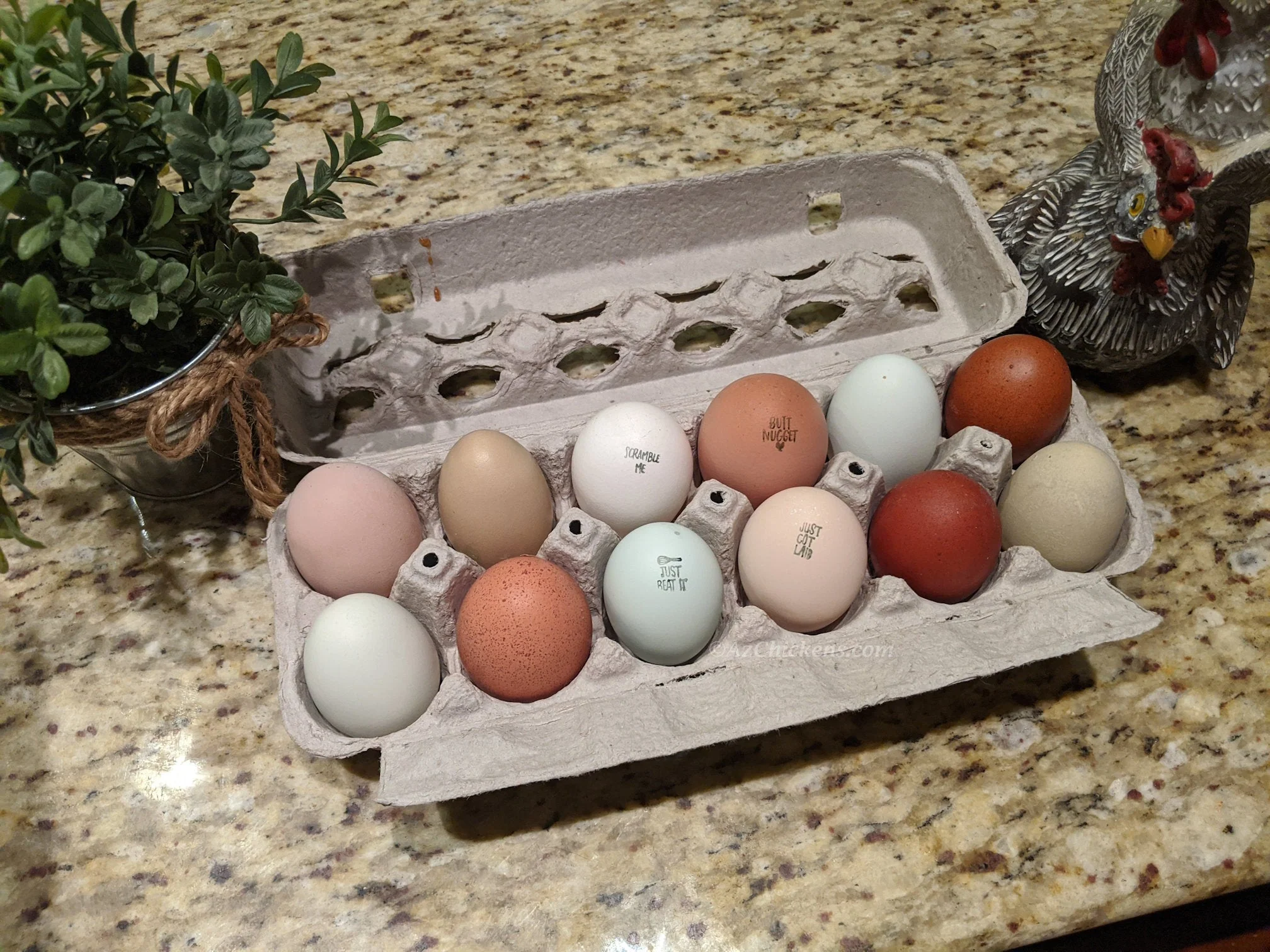 Rainbow Egg Assortment – Buy 10 + 5 Bonus Free (15 All-Female, Shipping Included) - Image 7