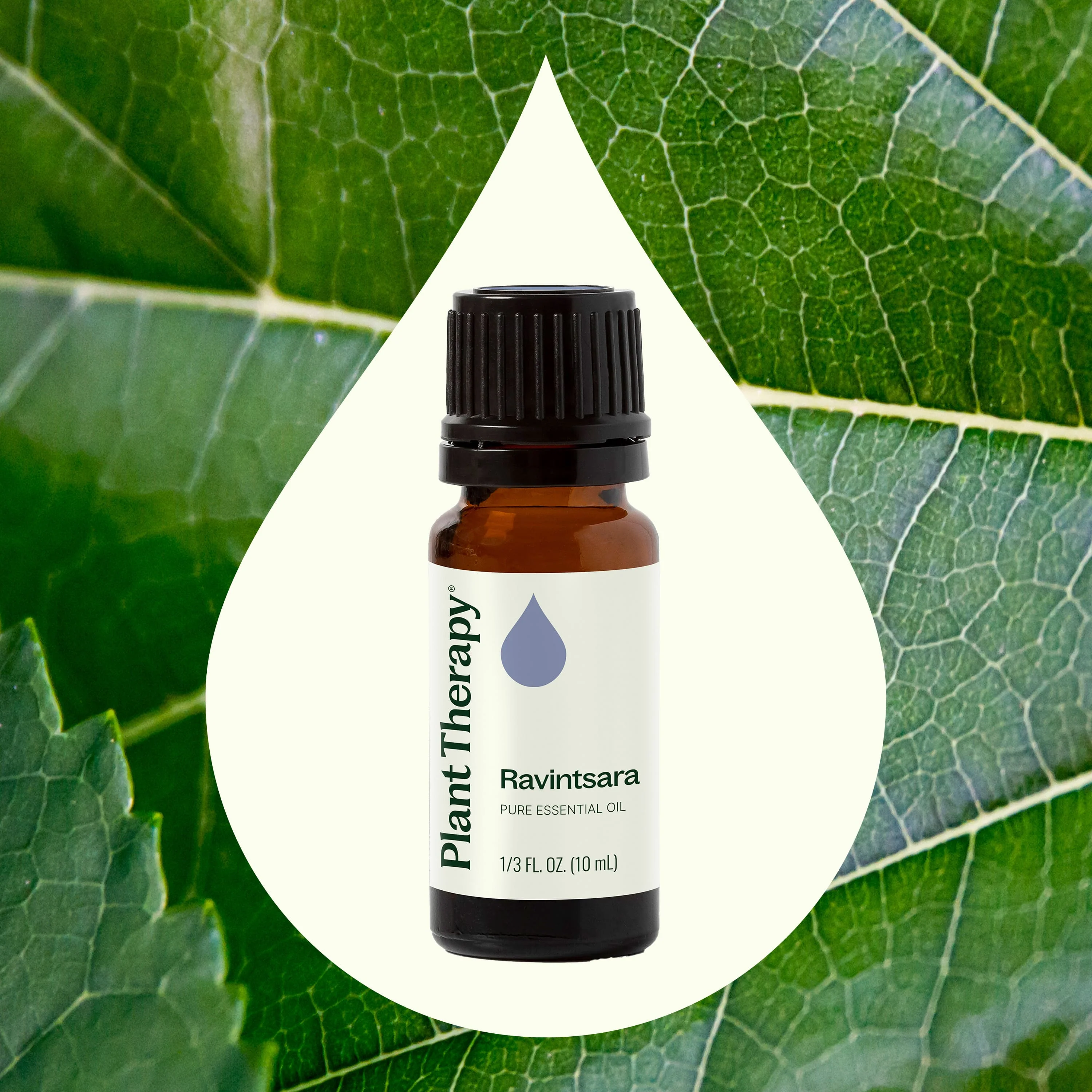 Ravintsara Essential Oil - Image 2