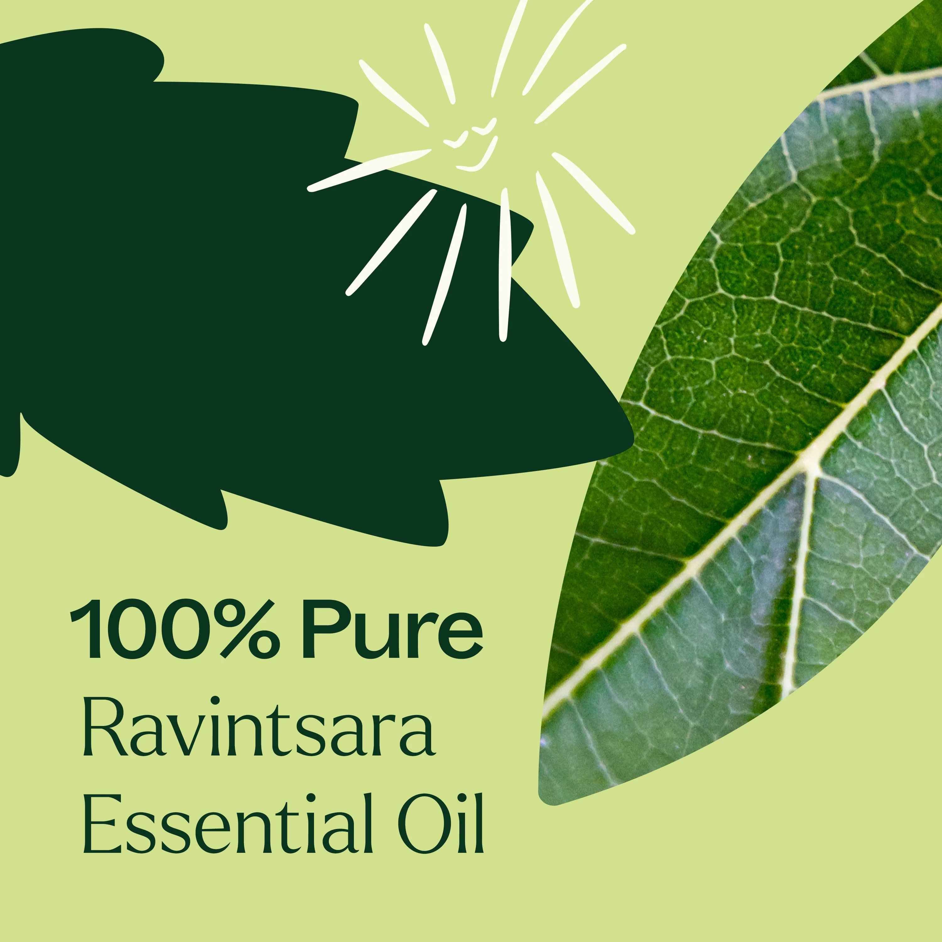 Ravintsara Essential Oil - Image 5