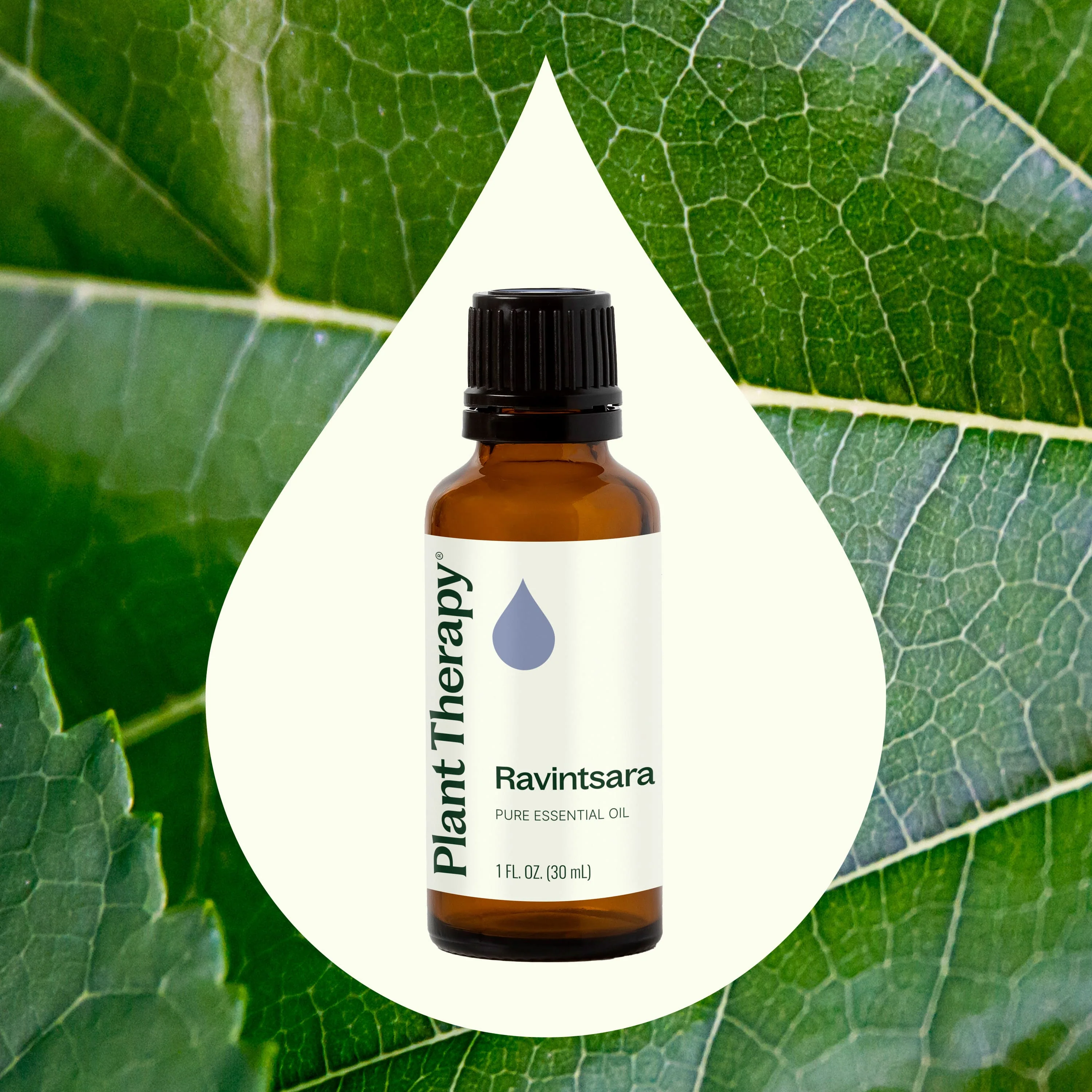 Ravintsara Essential Oil - Image 8