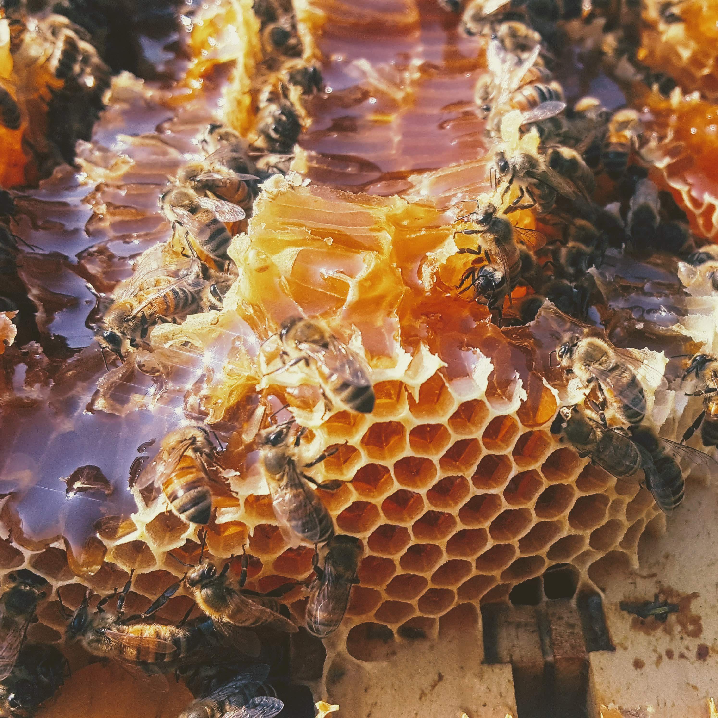 Raw Honey from Downtown, Alabama - Image 2
