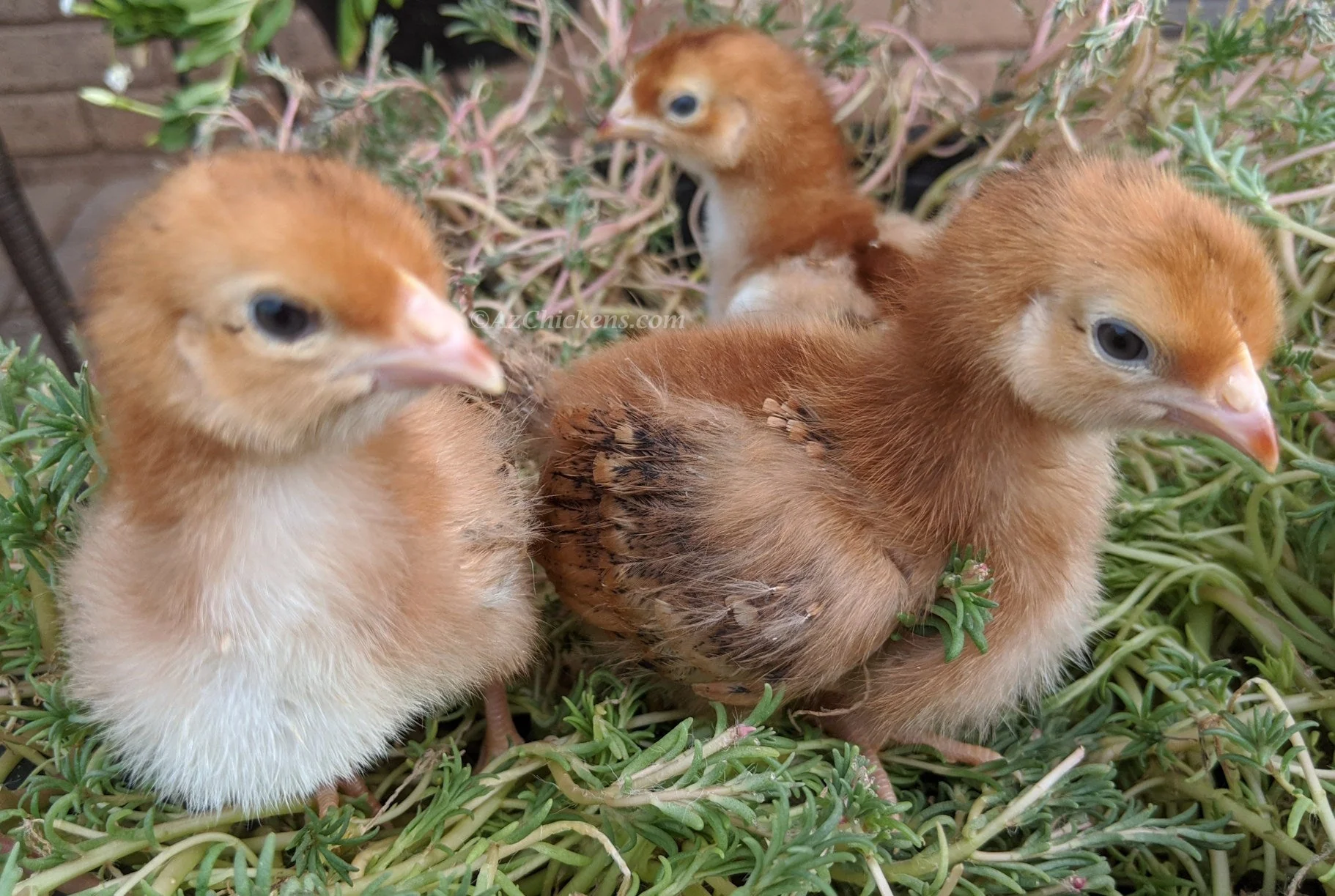 Rhode Island Red Chicks – Buy 10 + 5 Bonus Free (15 All-Female, Shipping Included) - Image 3