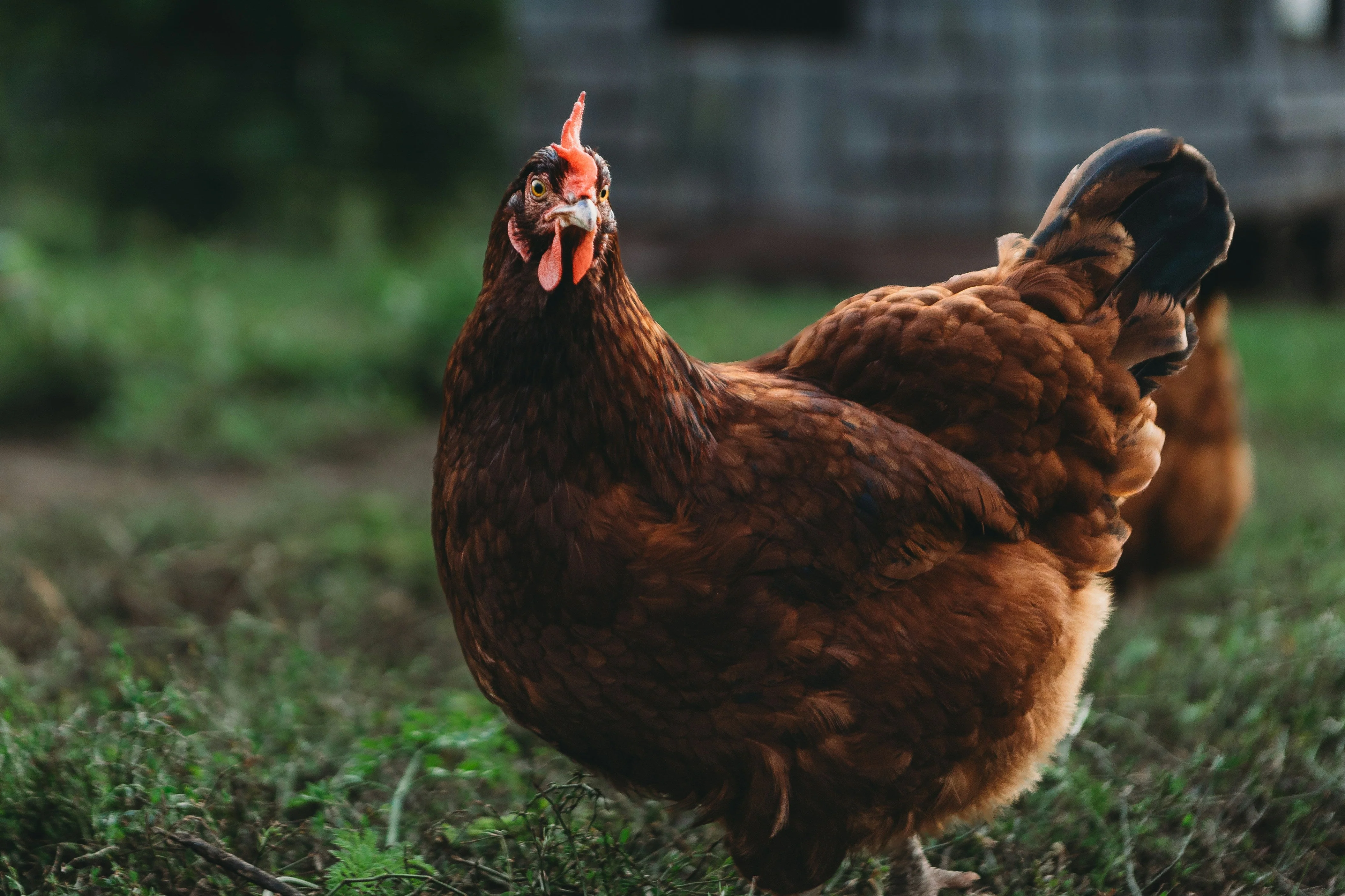 Rhode Island Red Chicks – Buy 10 + 5 Bonus Free (15 All-Female, Shipping Included) - Image 4