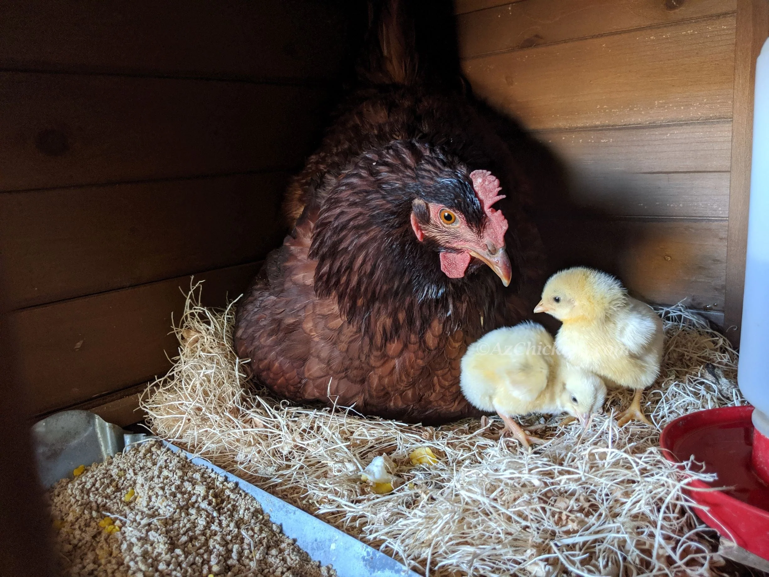 Rhode Island Red Chicks – Buy 10 + 5 Bonus Free (15 All-Female, Shipping Included) - Image 5