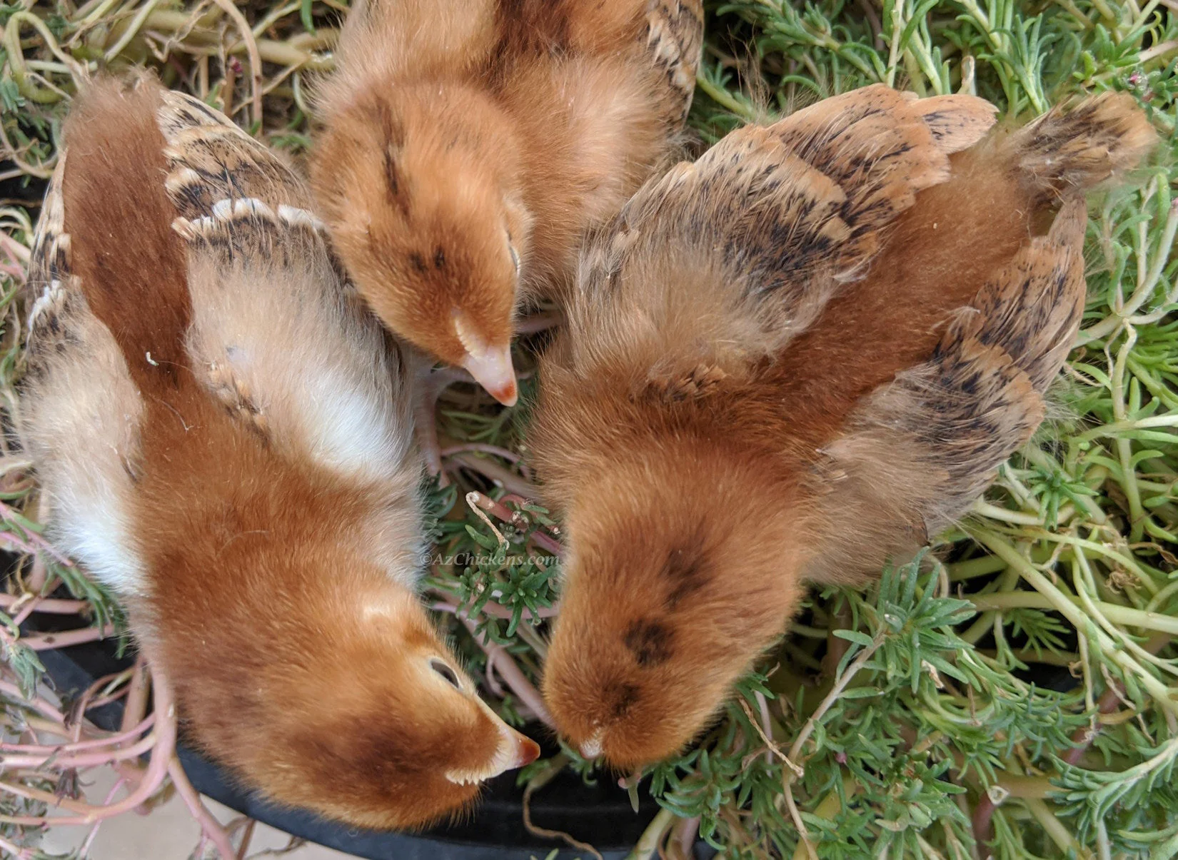 Rhode Island Red Chicks – Buy 10 + 5 Bonus Free (15 All-Female, Shipping Included) - Image 7