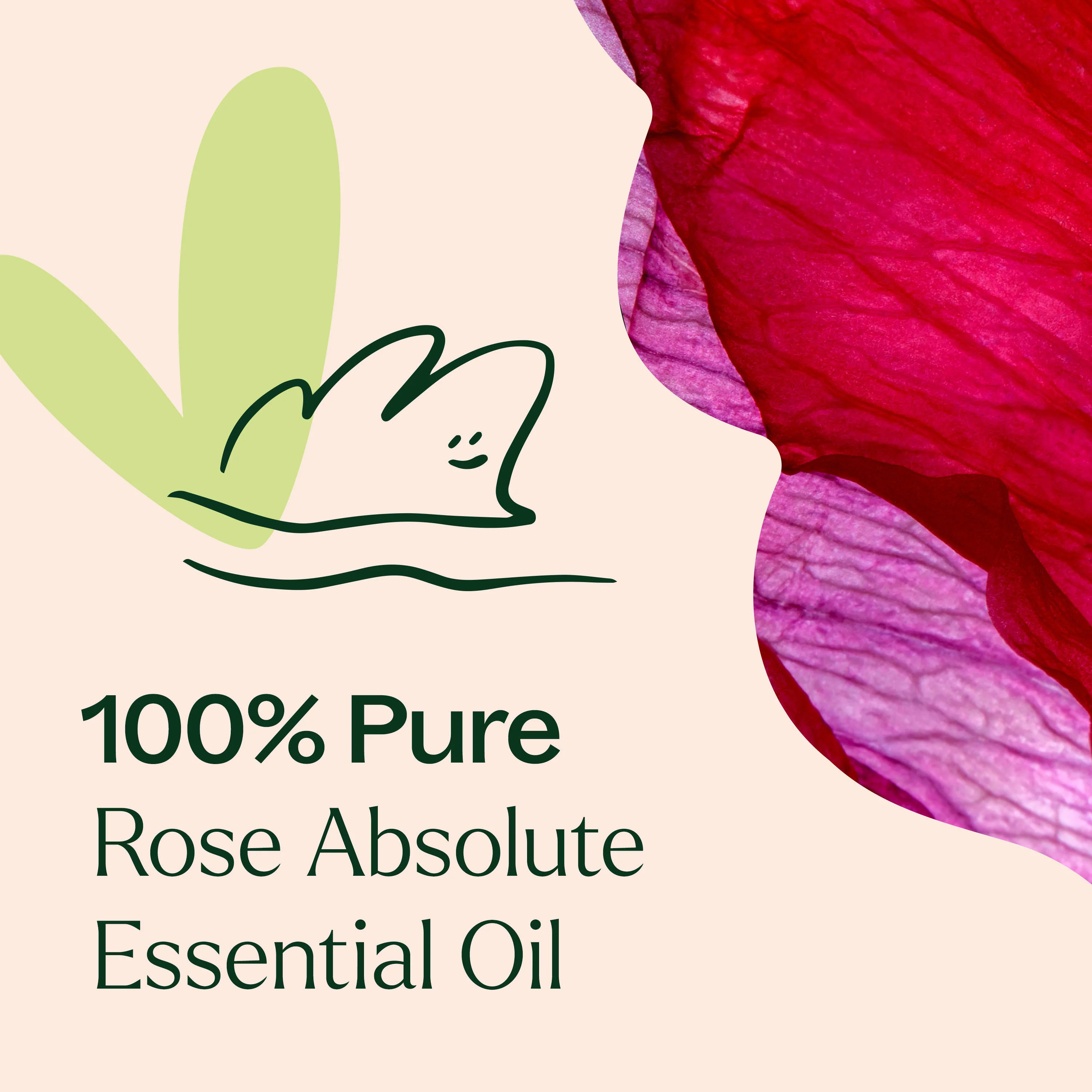 Rose Pure Absolute Essential Oil - Image 5