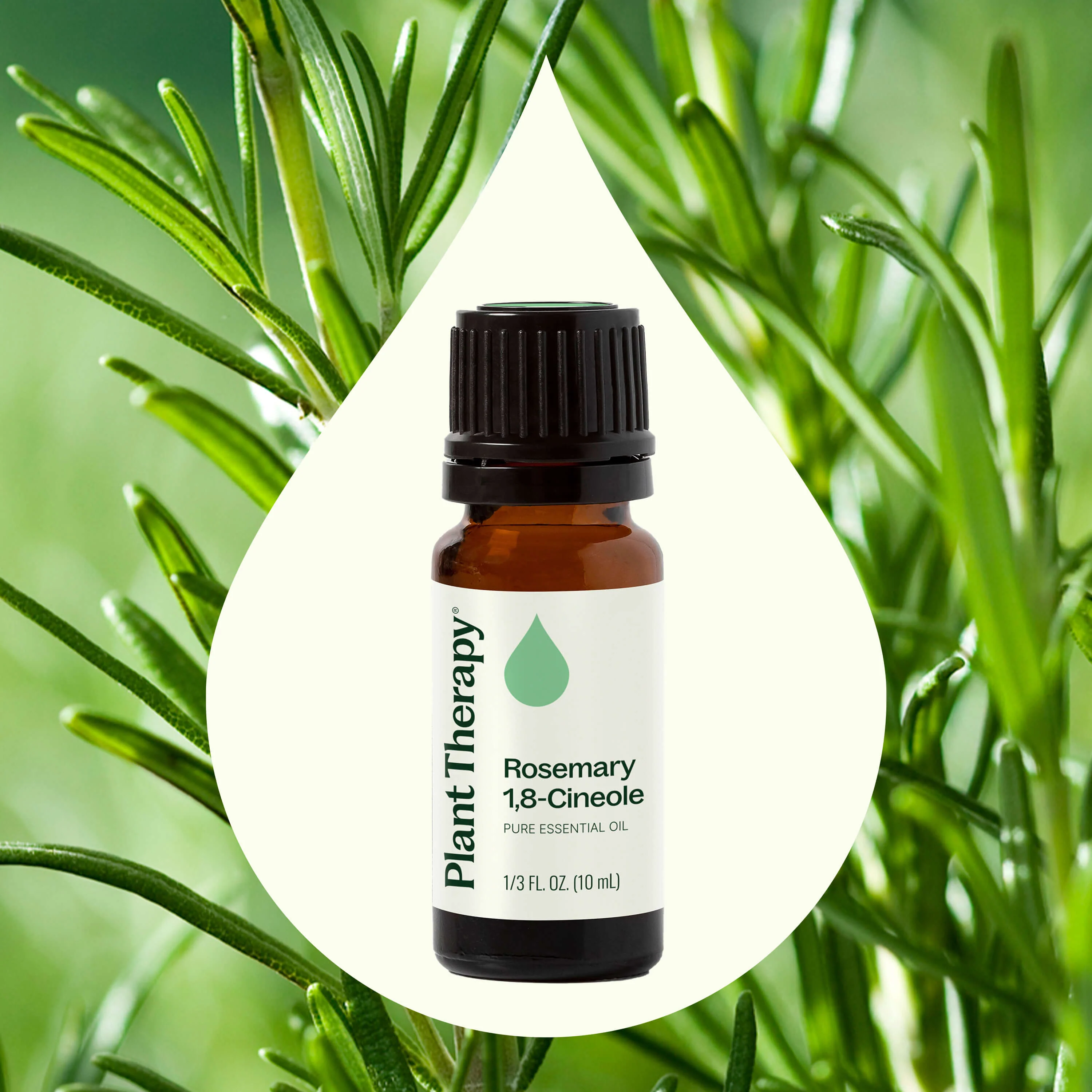 Rosemary 1,8-Cineole Essential Oil - Image 2