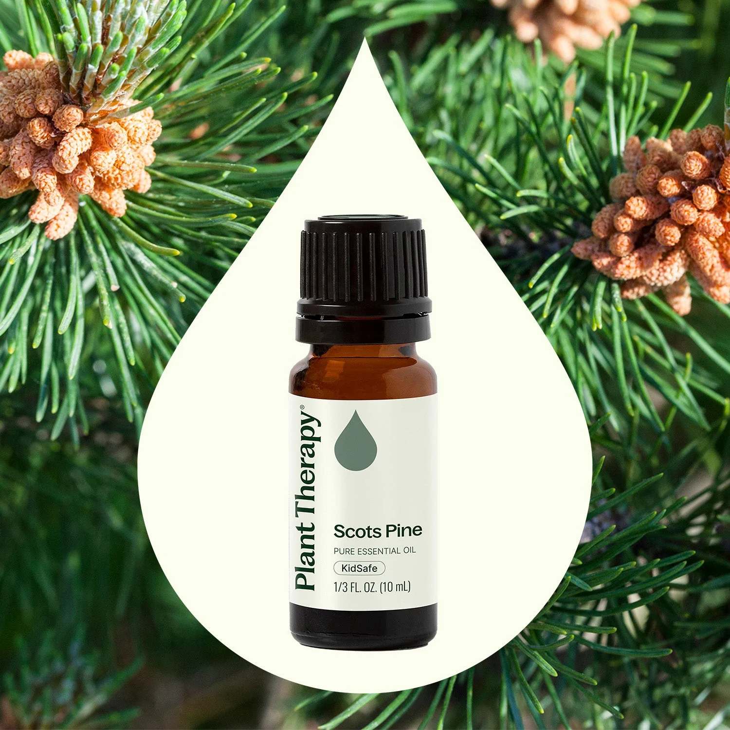 Scots Pine Essential Oil - Image 2