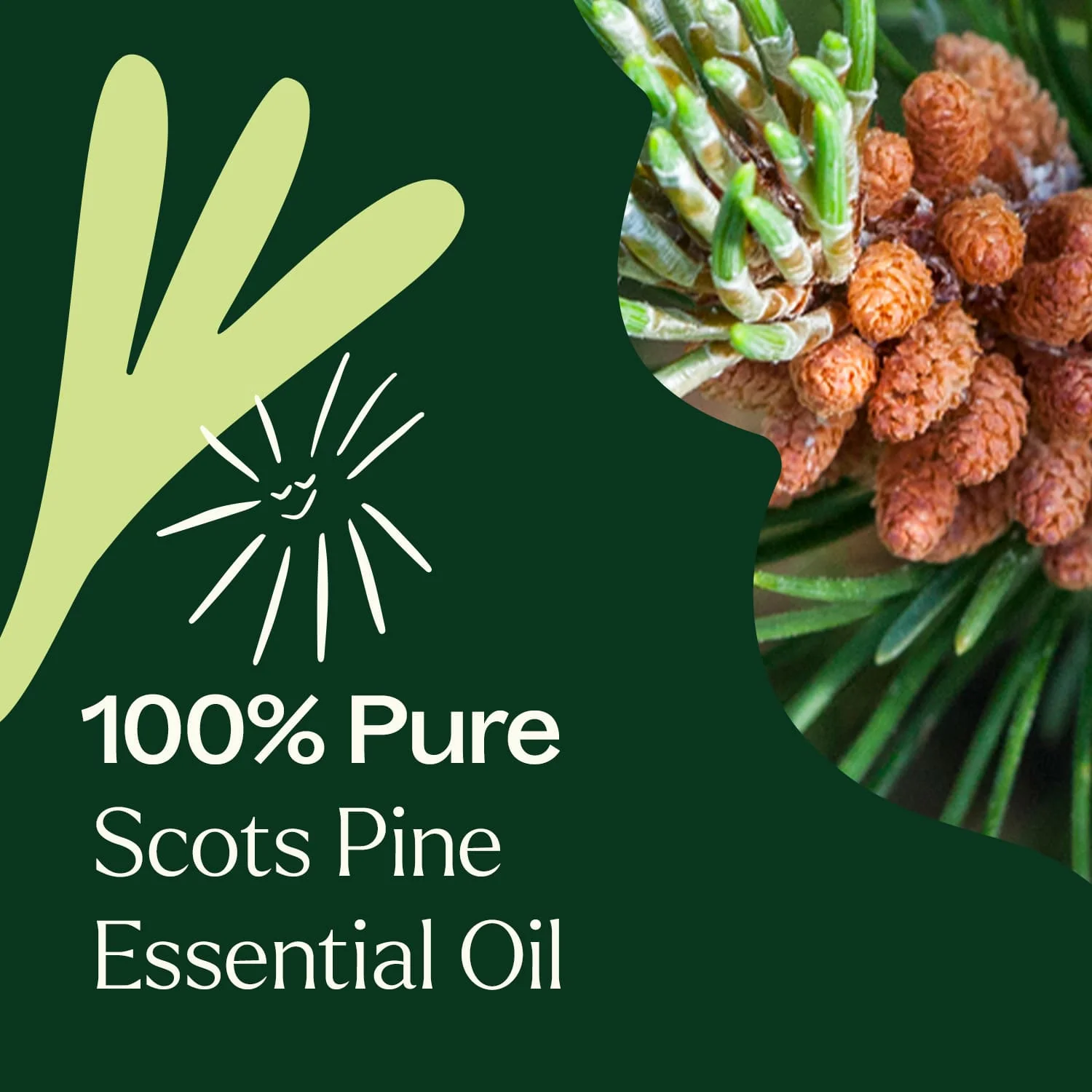 Scots Pine Essential Oil - Image 5