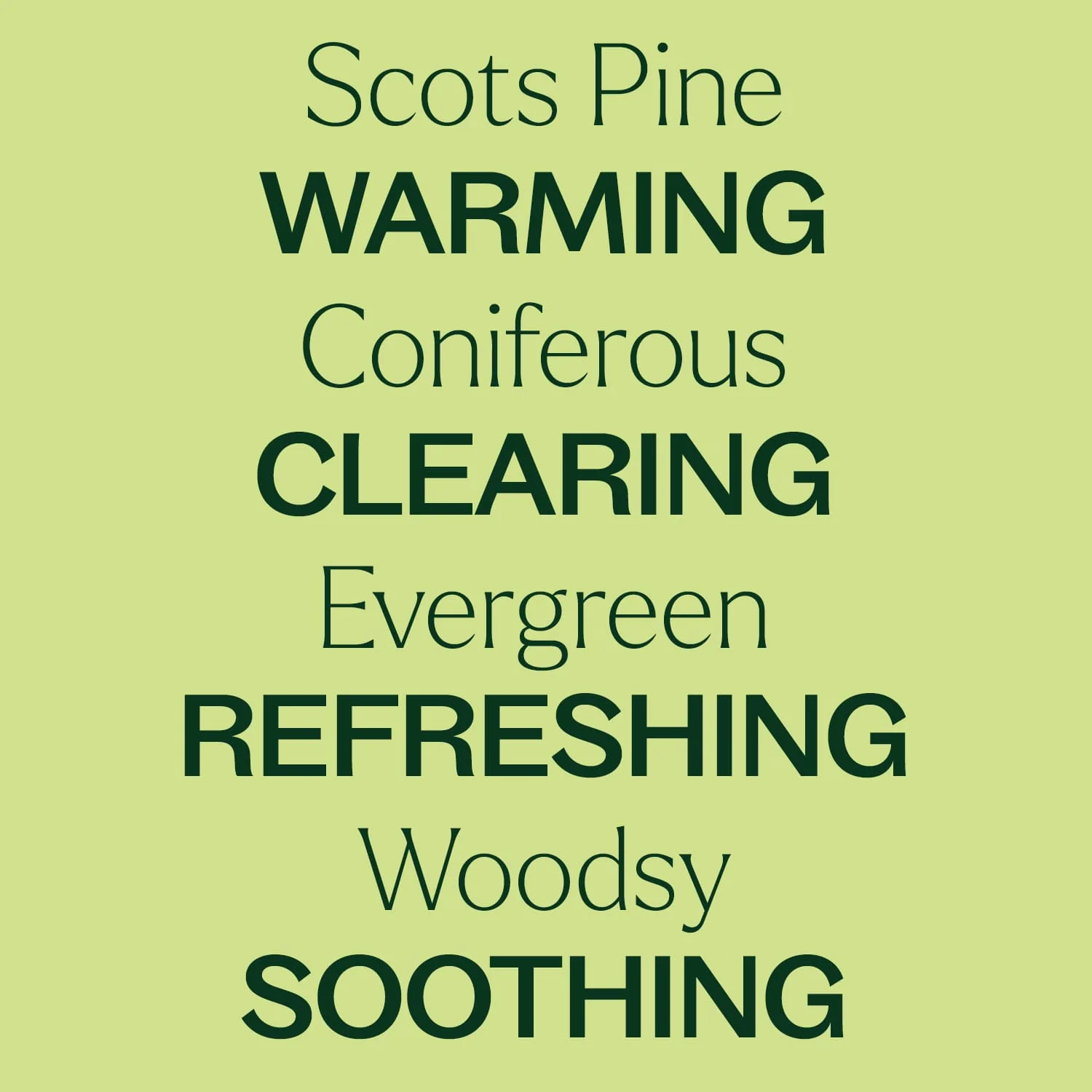 Scots Pine Essential Oil - Image 6