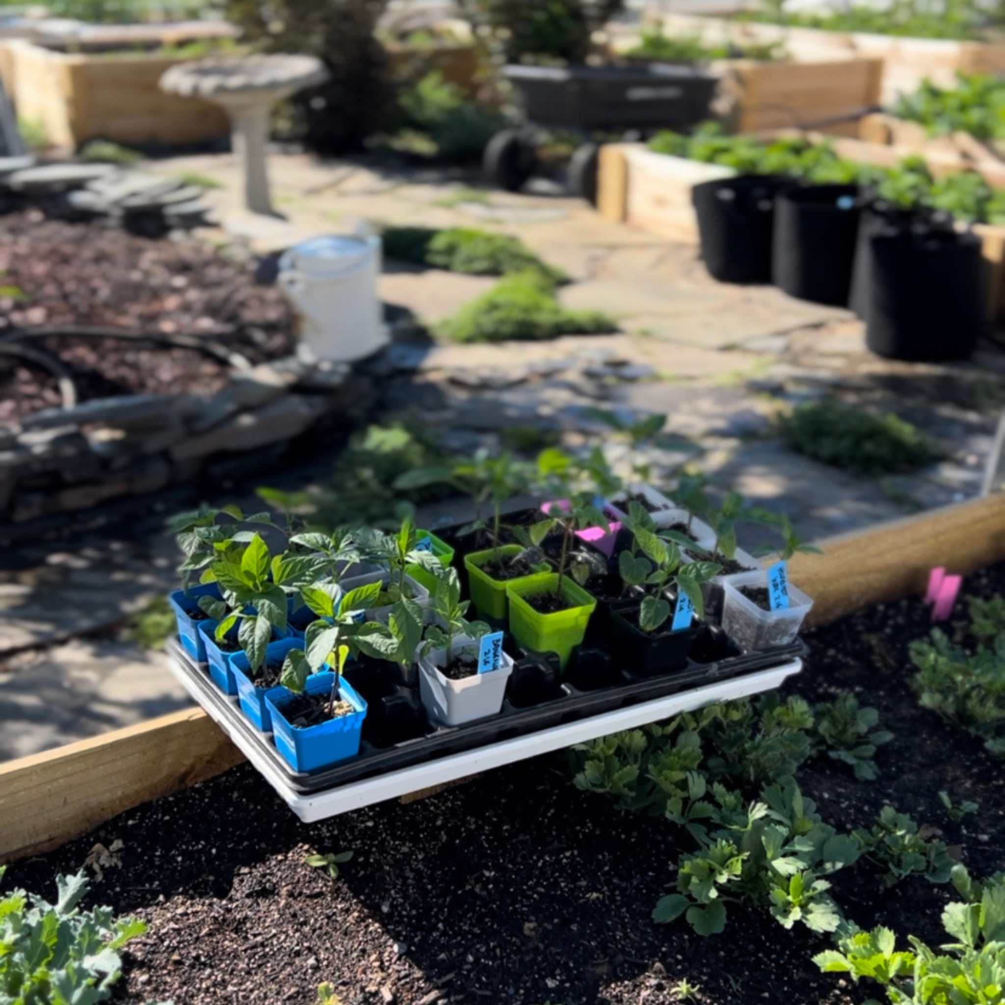 Seed Starter Pots - 2.5" Extra Strength - Image 17