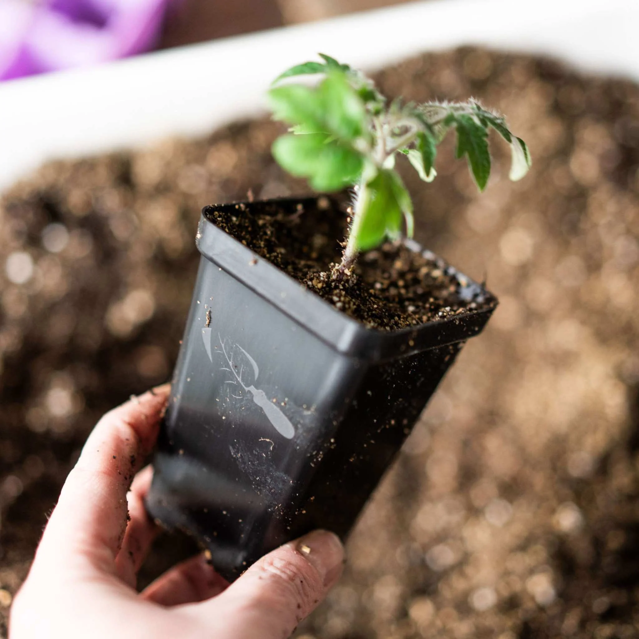 Seed Starter Pots - 2.5" Extra Strength - Image 2