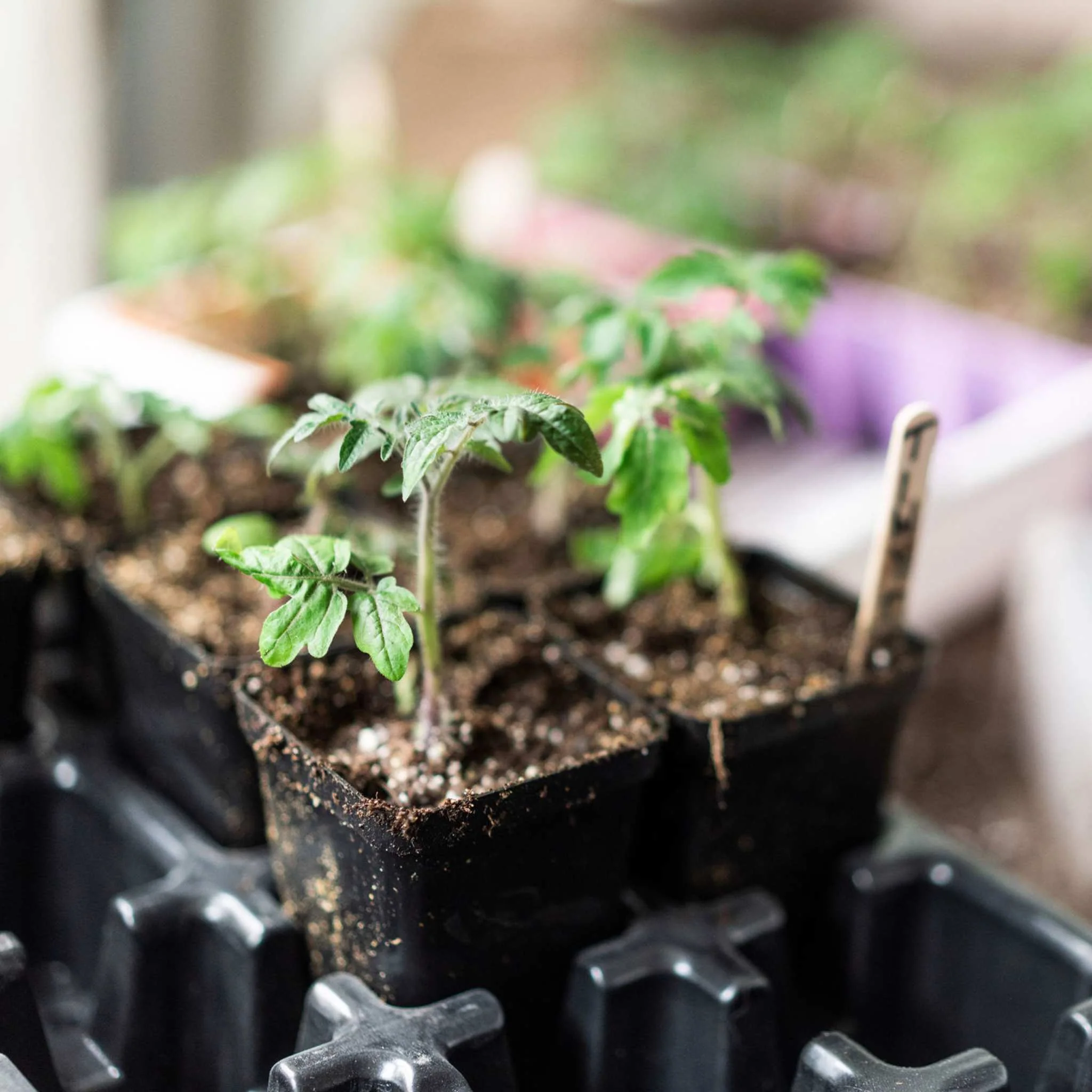 Seed Starter Pots - 2.5" Extra Strength - Image 5