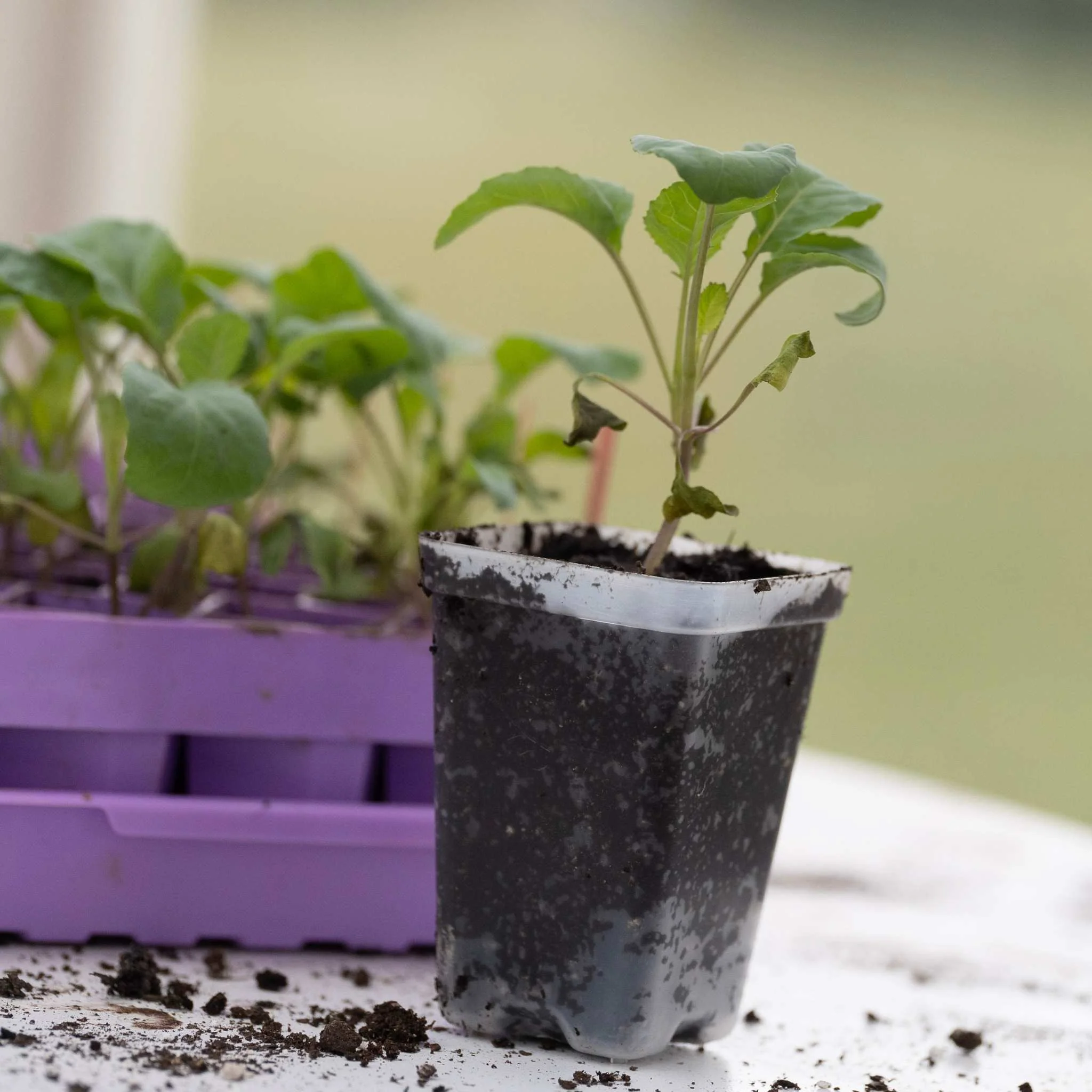 Seed Starter Pots - 2.5" Extra Strength - Image 6