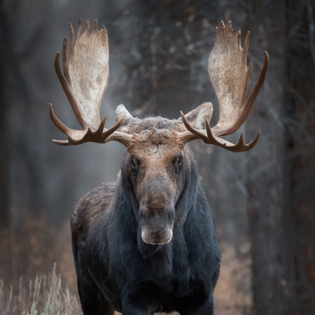 Shoshone Moose Hat - Image 2