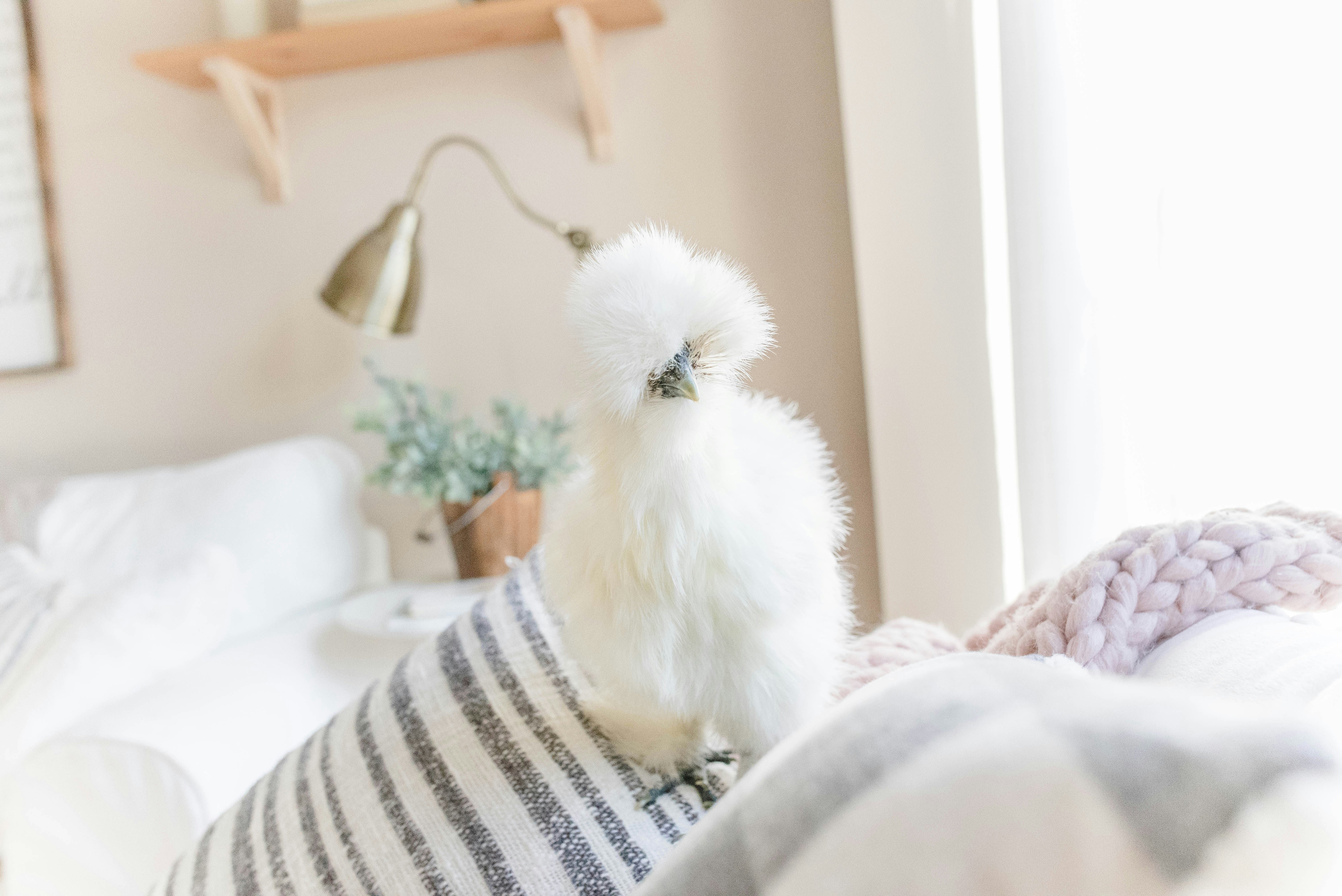 Silkie Chicks – Buy 6 + 3 Bonus Free (9 Unsexed, Mixed Colors, Shipping Included) - Image 15