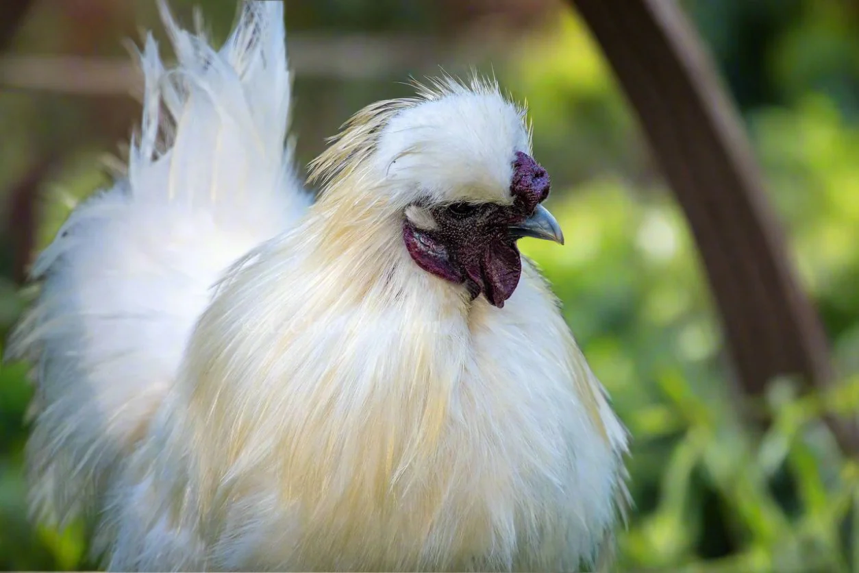 Silkie Chicks – Buy 6 + 3 Bonus Free (9 Unsexed, Mixed Colors, Shipping Included) - Image 16