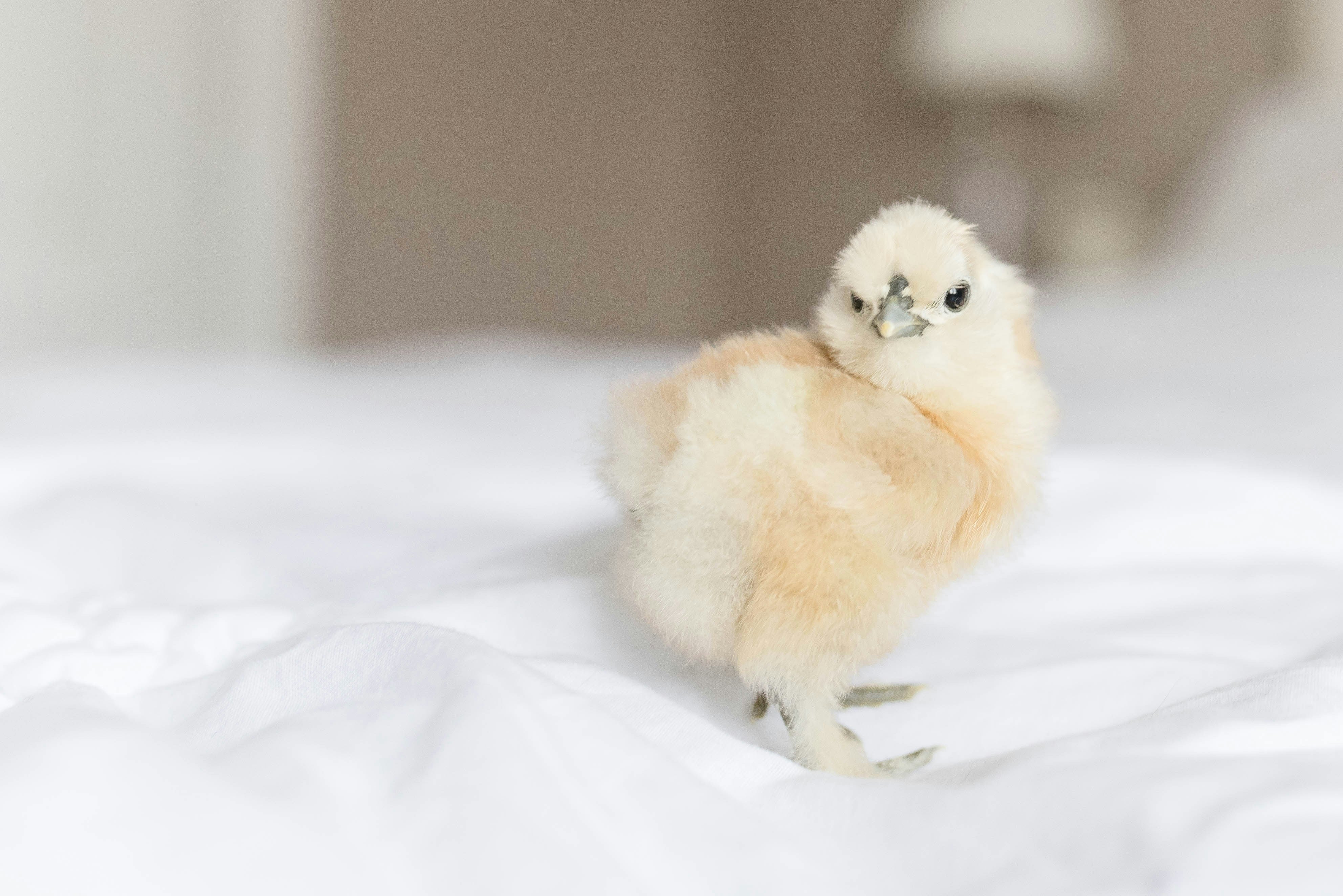 Silkie Chicks – Buy 6 + 3 Bonus Free (9 Unsexed, Mixed Colors, Shipping Included) - Image 8