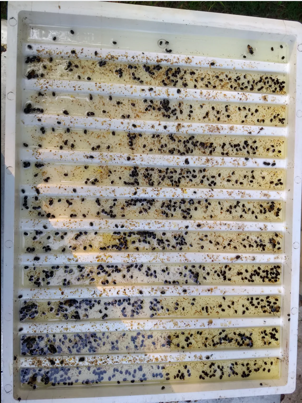 Small Hive Beetle Oil Pan Trap - Image 3