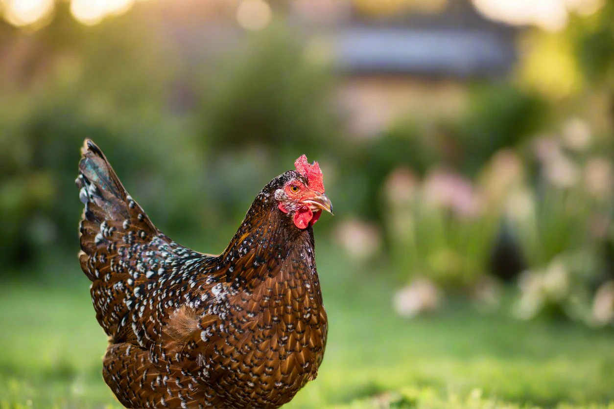 Speckled Sussex Chicks – Buy 6 + 4 Bonus Free (10 Females Total, Shipping Included)