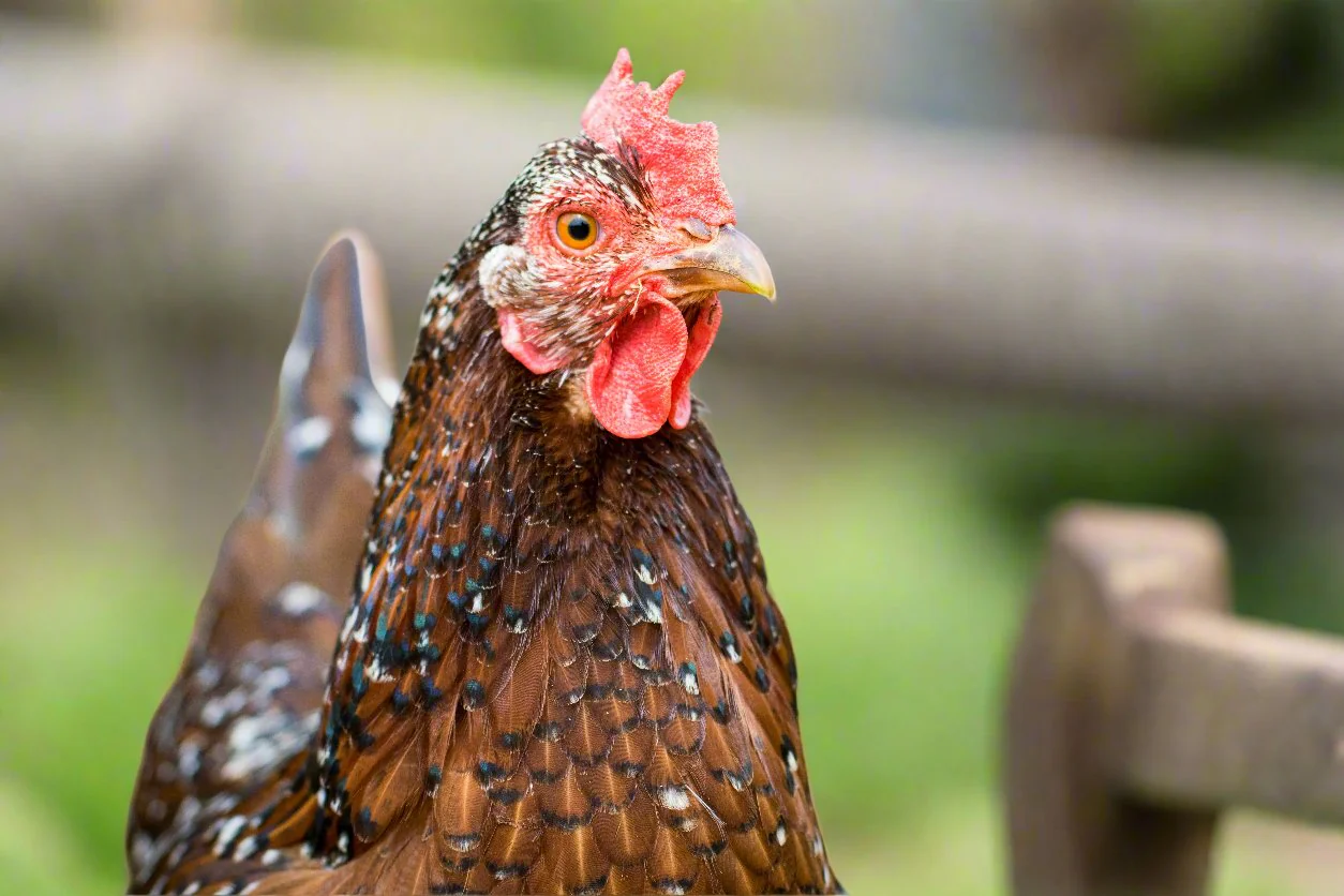 Speckled Sussex Chicks – Buy 6 + 4 Bonus Free (10 Females Total, Shipping Included) - Image 3
